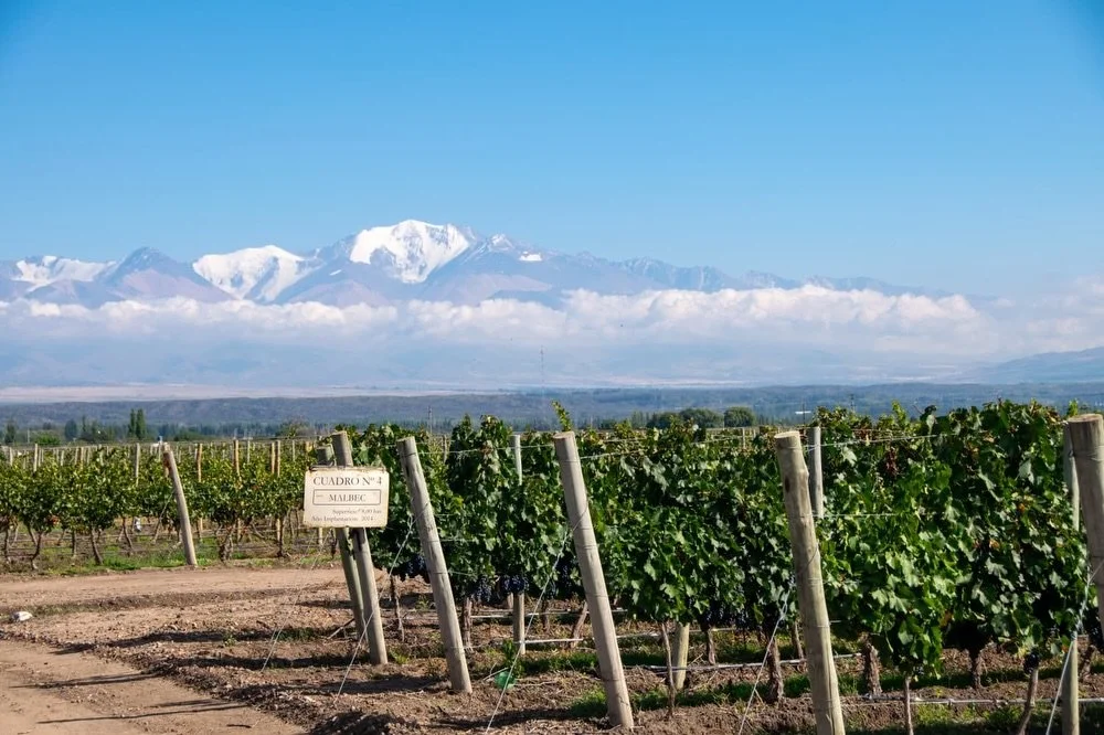 Gracias por las incre&iacute;bles fotos @travelling.nick 📸👏🏼

#fincadoncarlos #winery #valledeuco #andes #vino