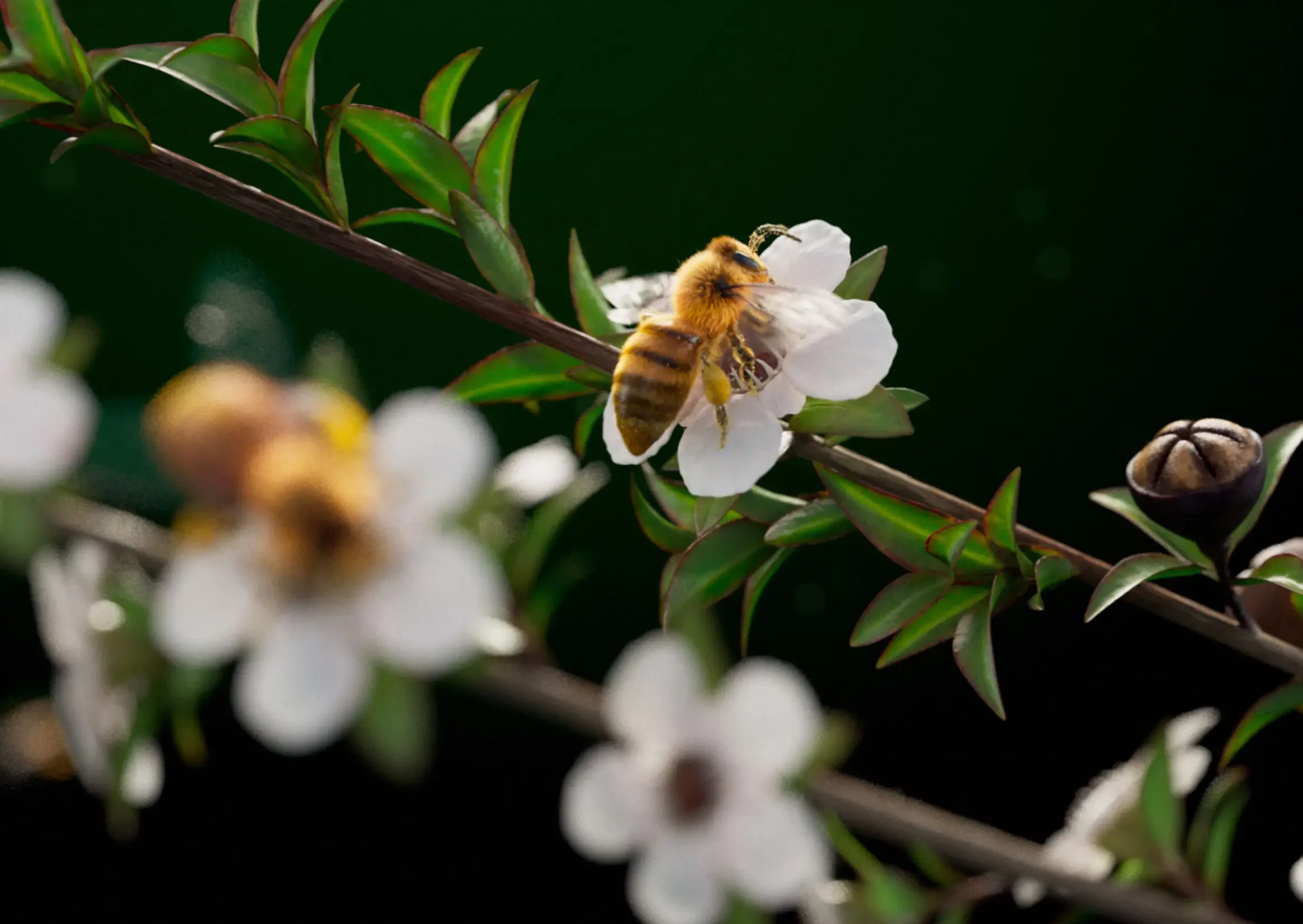 Bee collecting nectar from Manuka flower for Comvita Special Reserve campaign