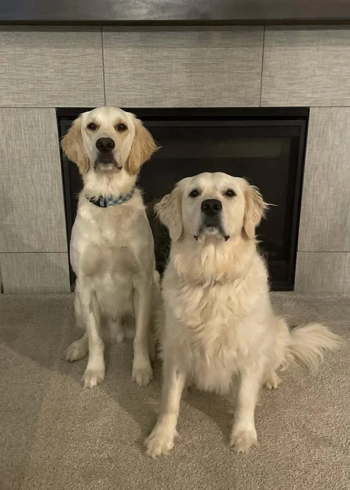 Two dogs, one sitting and one standing, indoors in front of a fireplace with a gray tiled surround.