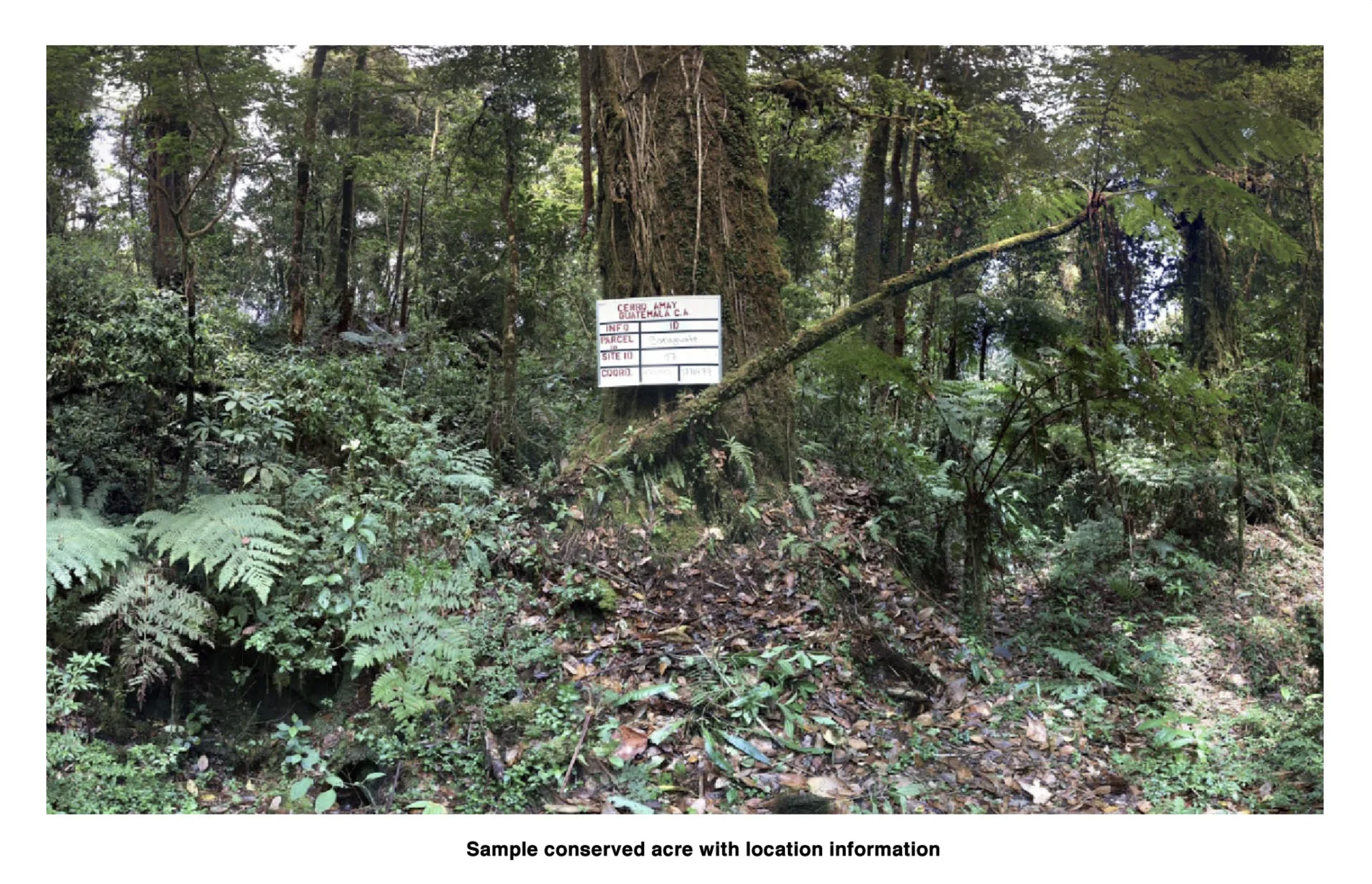 A forest scene with dense green foliage and a large moss-covered tree with a white sign attached to it. The sign contains location, parcel, site, and color information. A fallen branch is leaning against the tree, and the ground is covered with leaves and small plants.