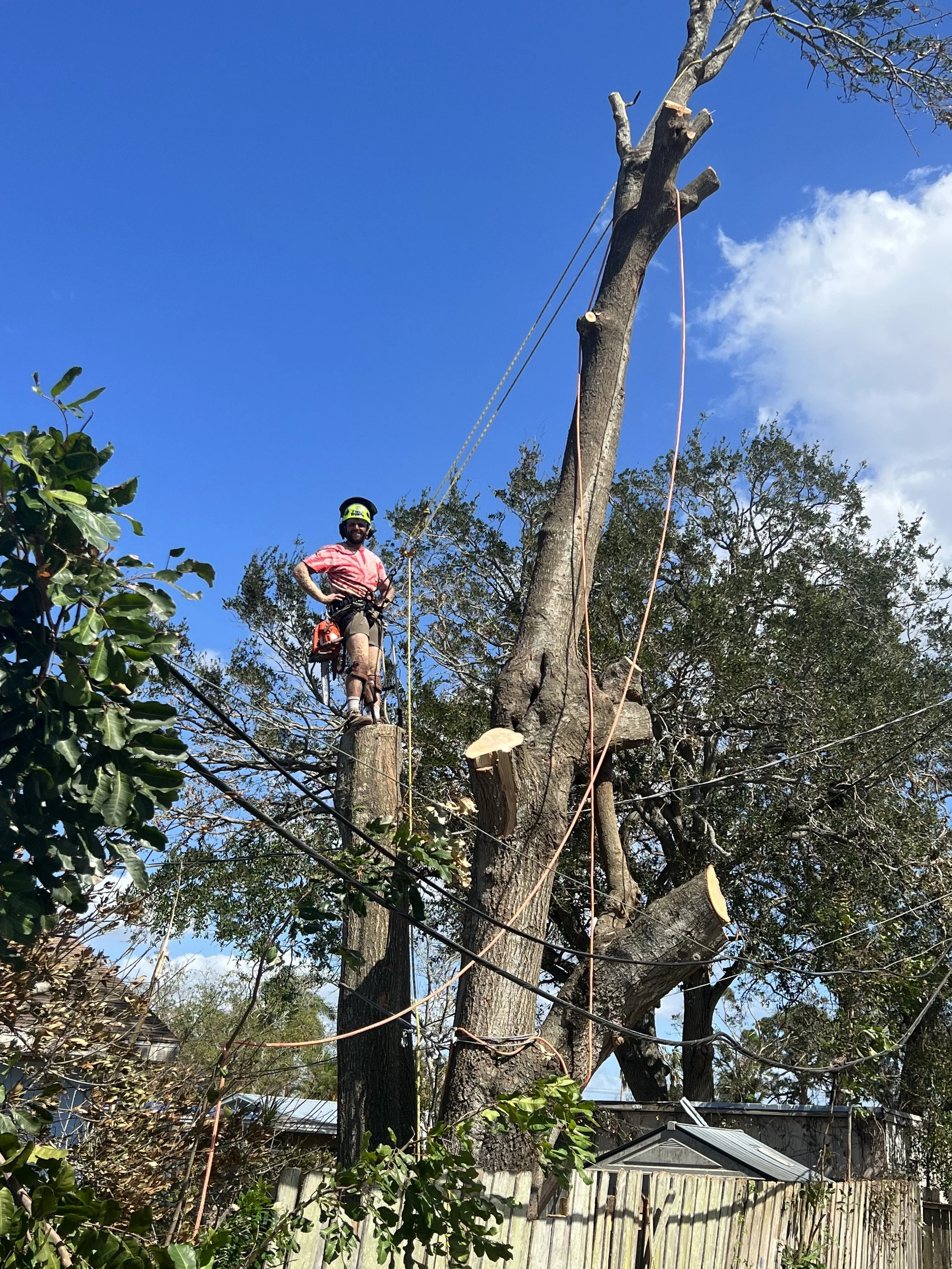 Tree Trimming