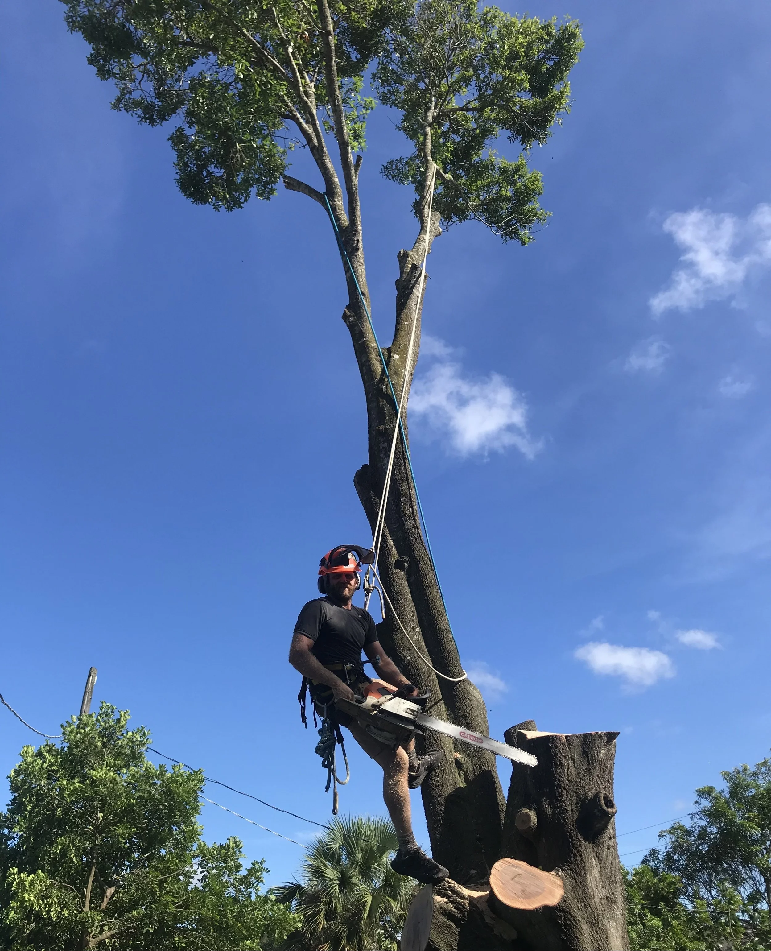 Tree Trimming