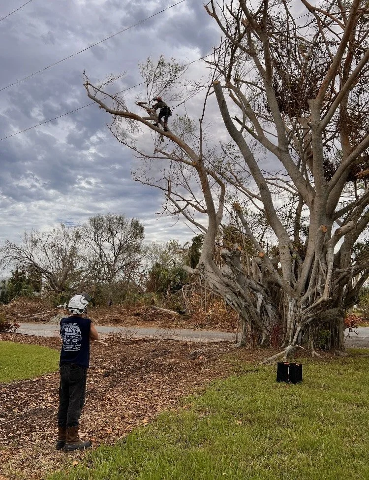 Tree Trimming