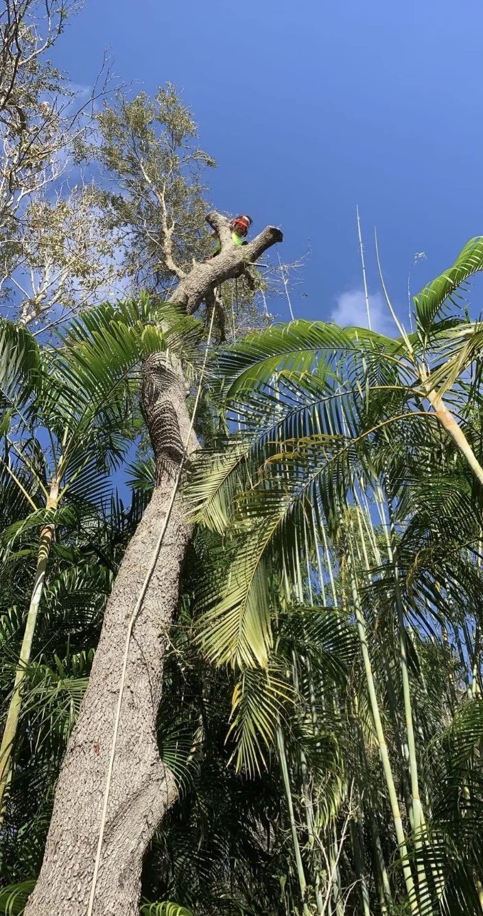 Tree Trimming