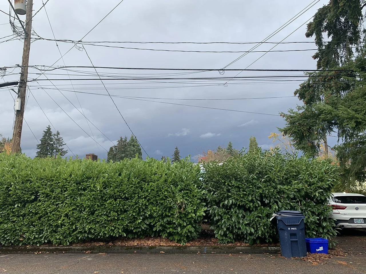 Laurel hedge prior to project start.