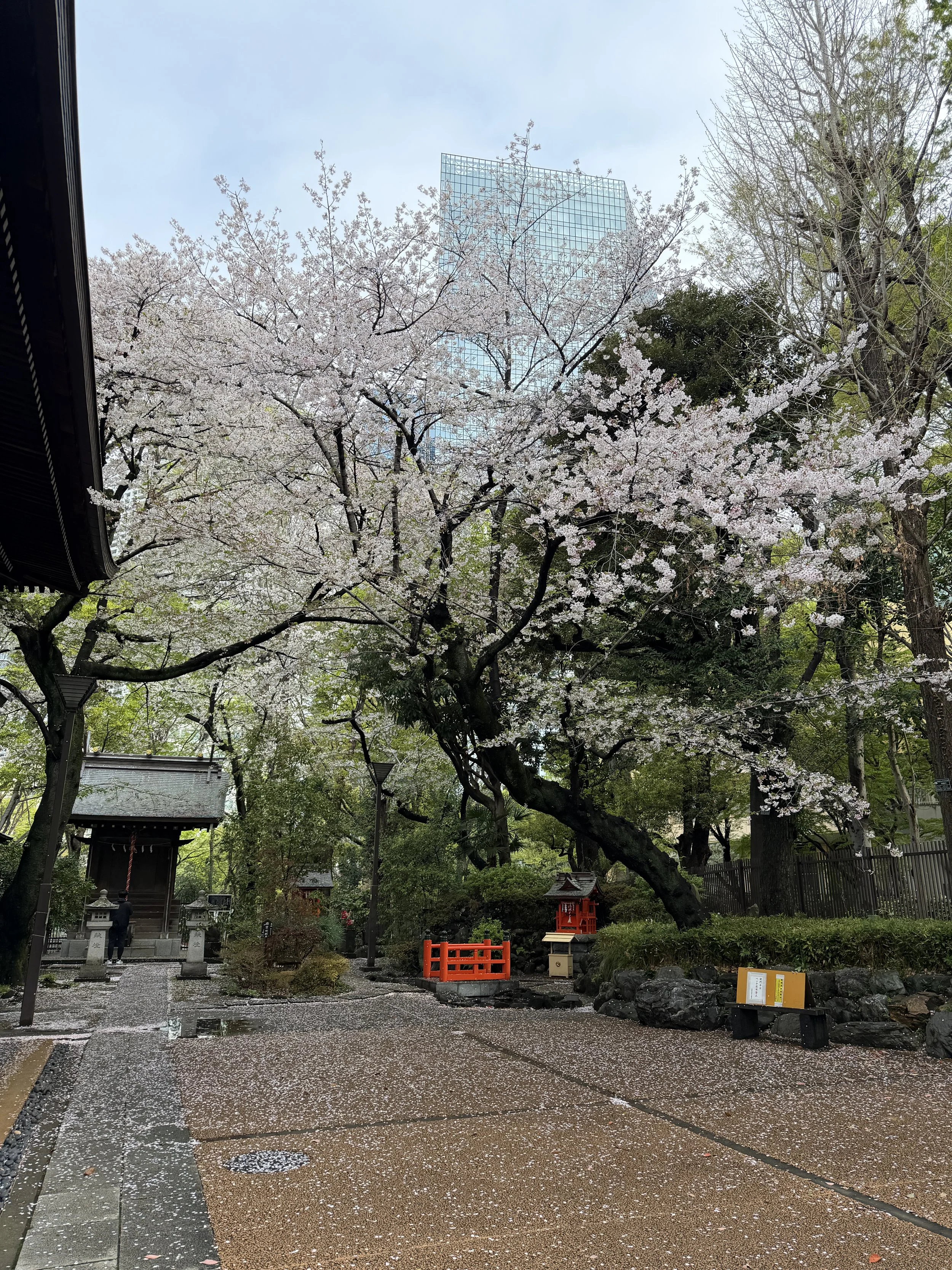 Kumano-jinja Shrine in Tokyo as cherry trees bloom