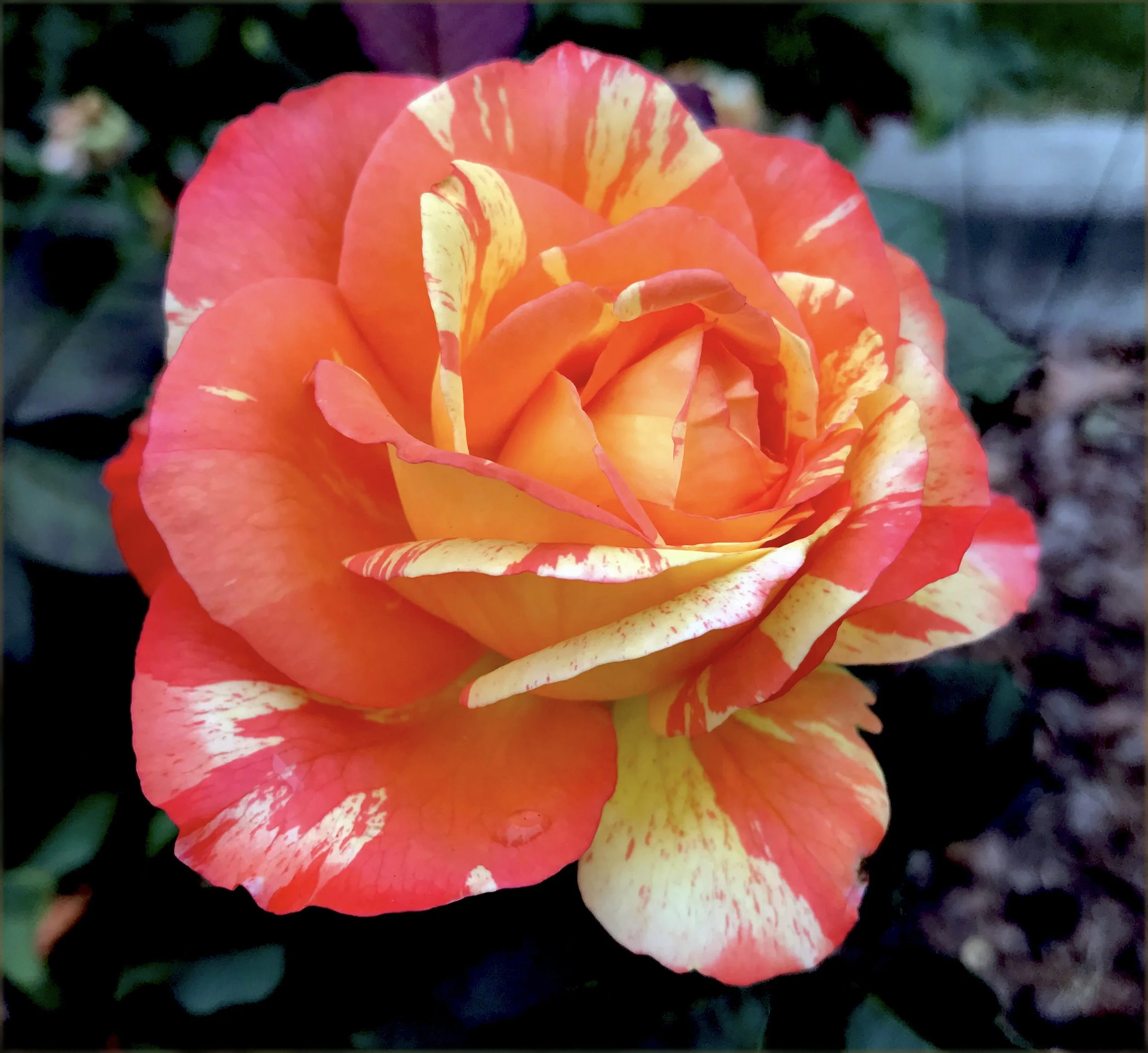 A upload Tropical Sunset IMG_9360.jpg