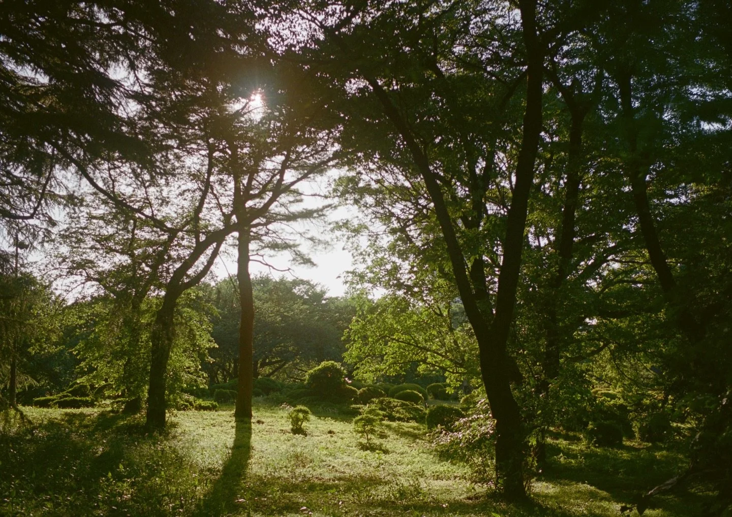 stunning Shinjuku on film by Keryn Sweeney 🌳🫂