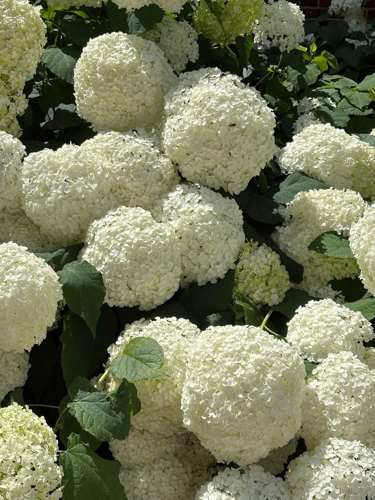 An ode to hydrangeas