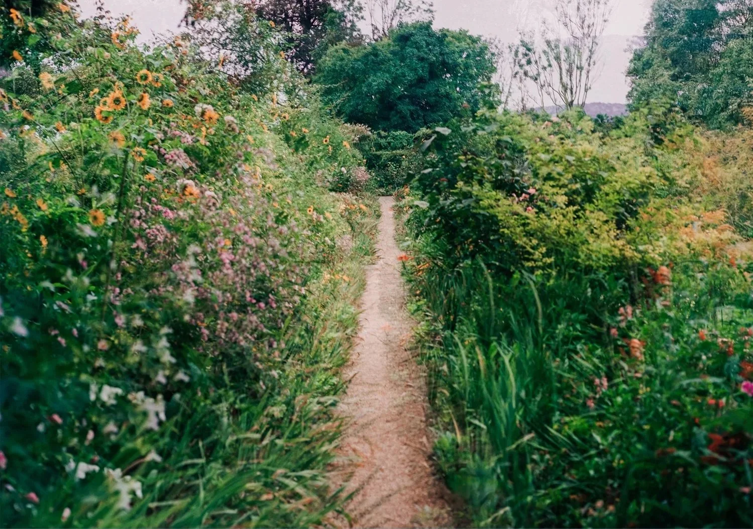 summergiverny1.jpg