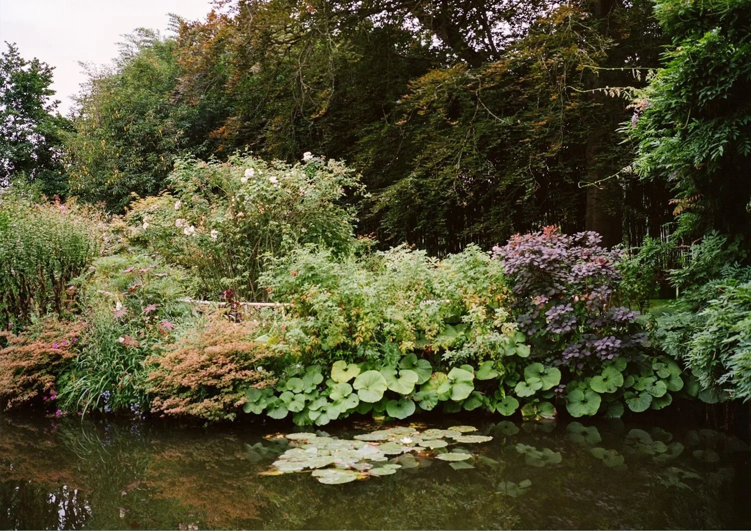 summergiverny3.jpg