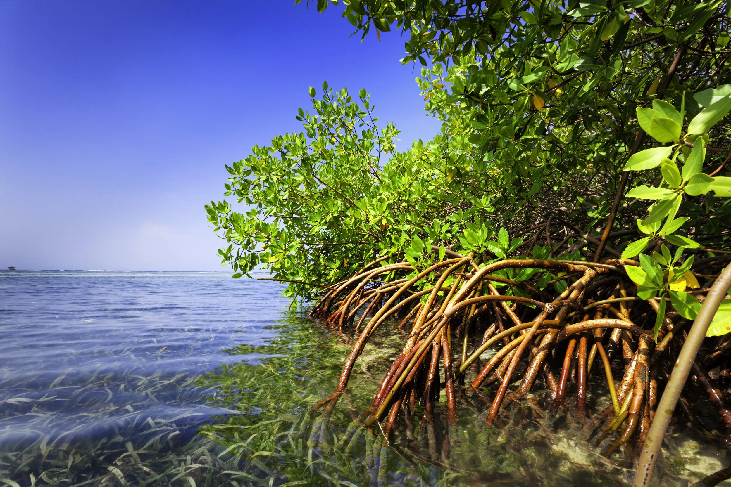 Mangrove trees with green leaves growing in shallow clear water along the coastline under a bright blue sky.