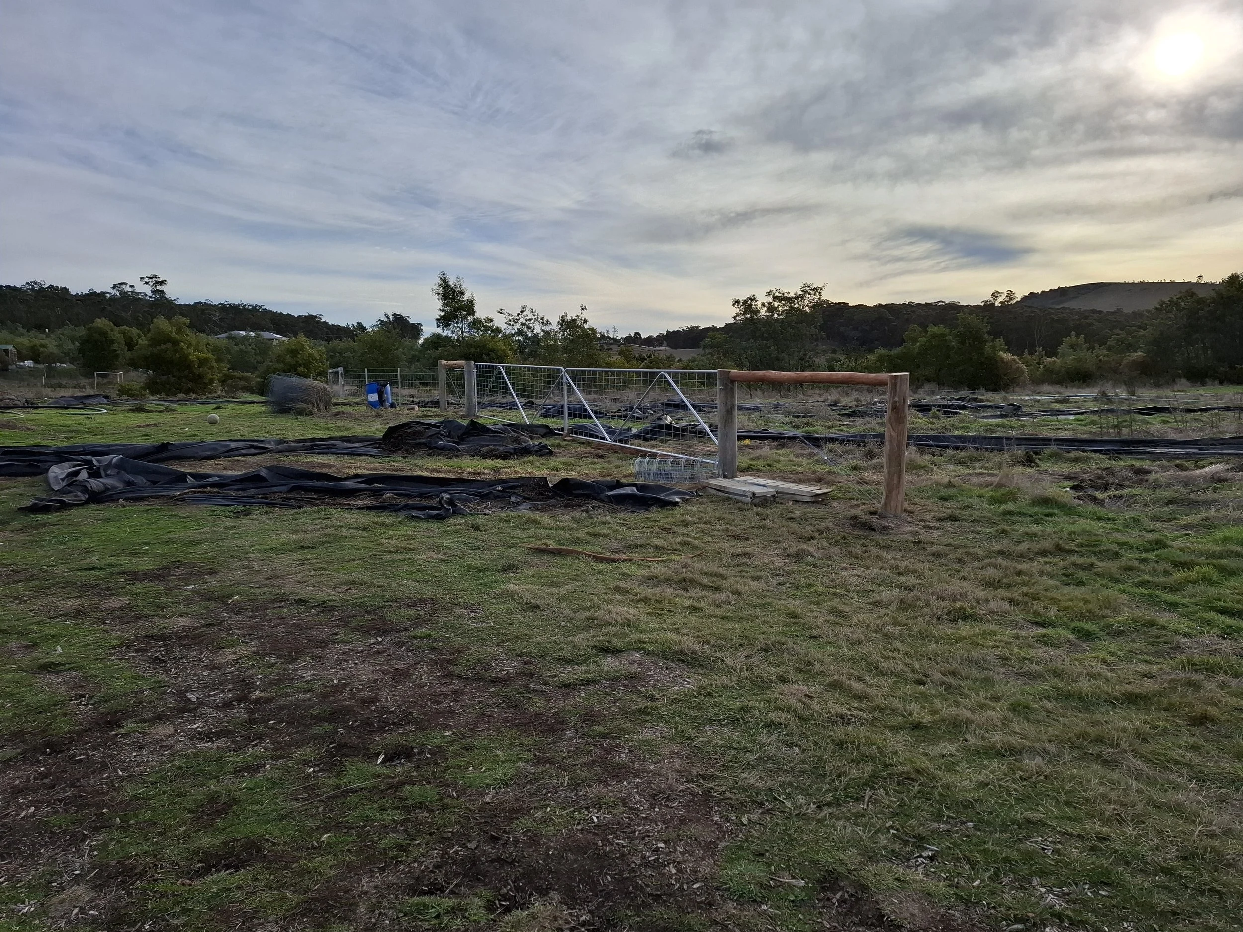 An outdoor scene with a patch of grass and dirt in the foreground. In the background, there are several fences, some leaning or fallen, and black plastic sheets on the ground. Trees and hills are visible under a partly cloudy sky, with the sun or moo