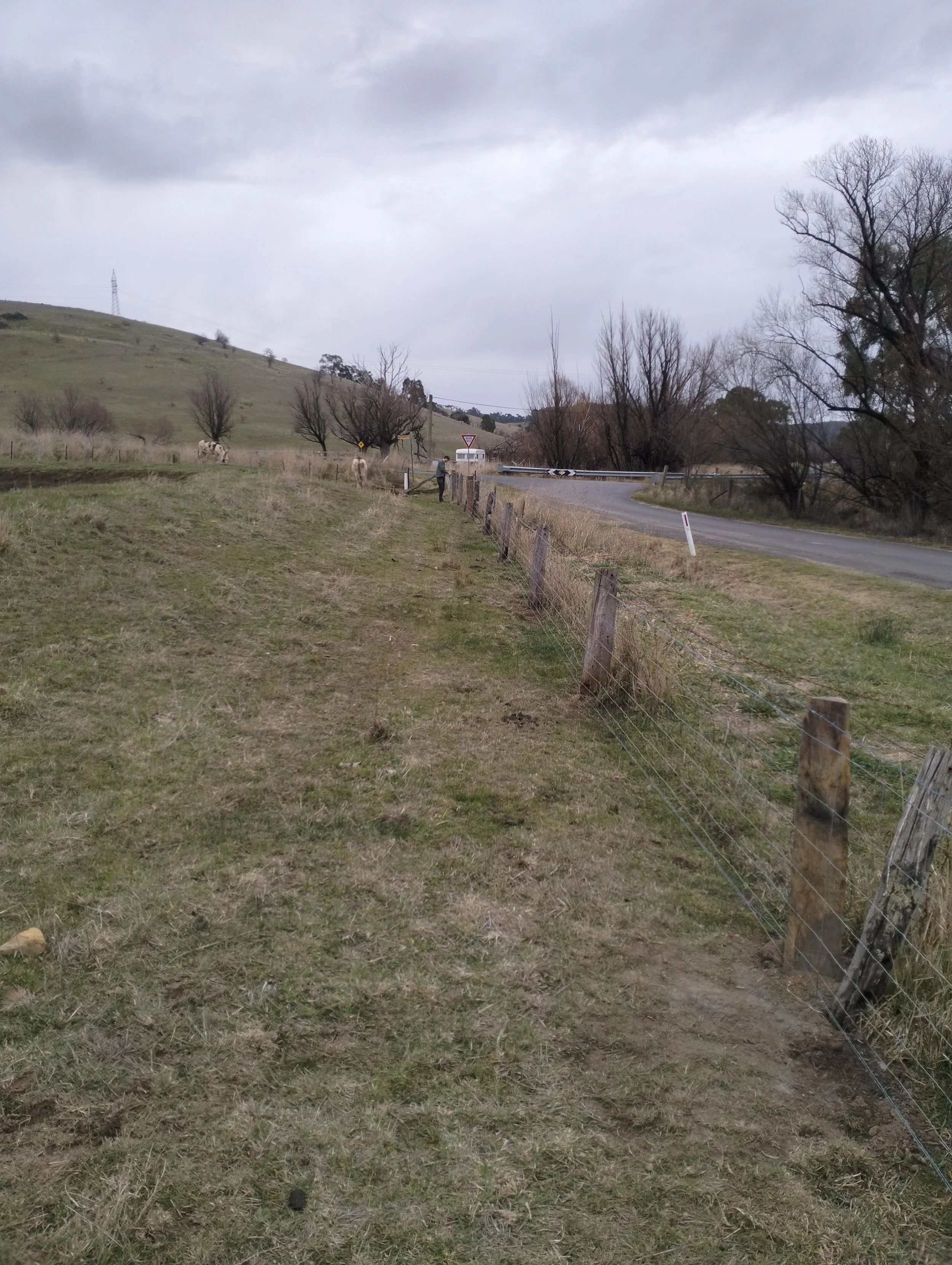 A rural landscape with a small road, fenced grassy area, trees, and cows grazing on the hillside under cloudy skies.