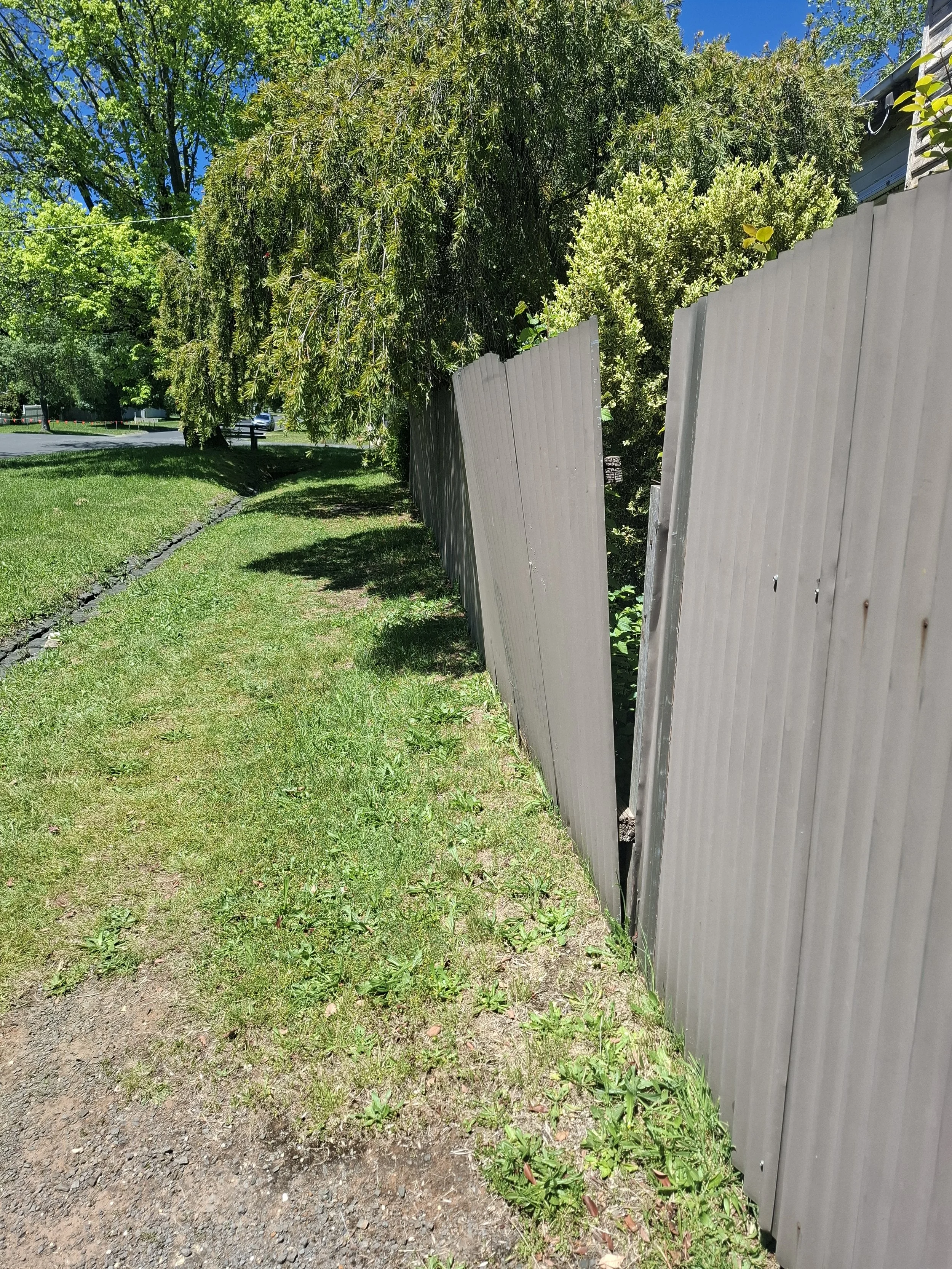 A green grassy area next to a white wooden fence with overgrown bushes behind it, and trees in the background under a clear blue sky.