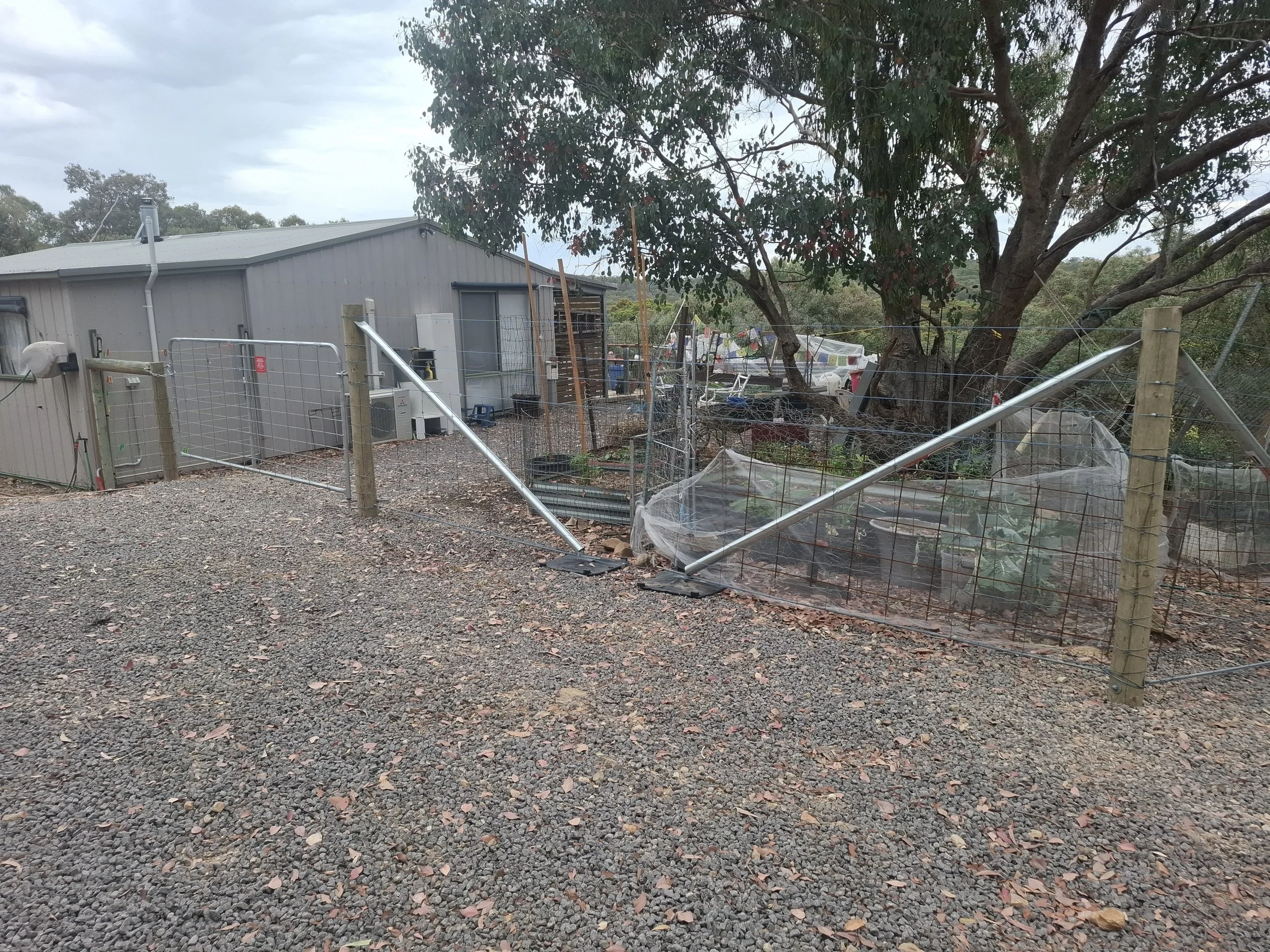 A backyard with a grey shed, a large tree, a metal fence, and a vegetable garden with plants covered by plastic.