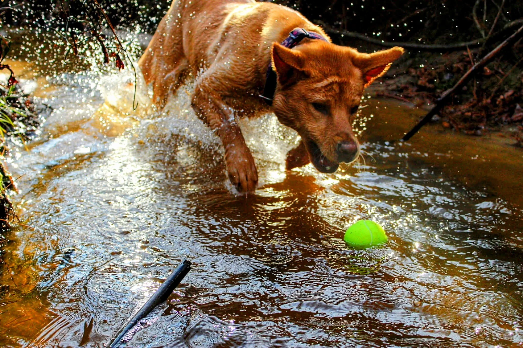 Dog Chasing a Ball