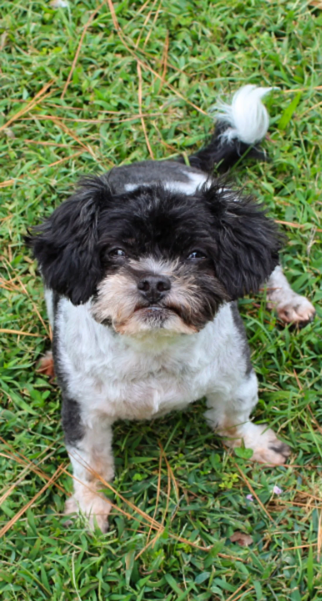 Odd Paws Pet Treats, LLC $25 Gift Card