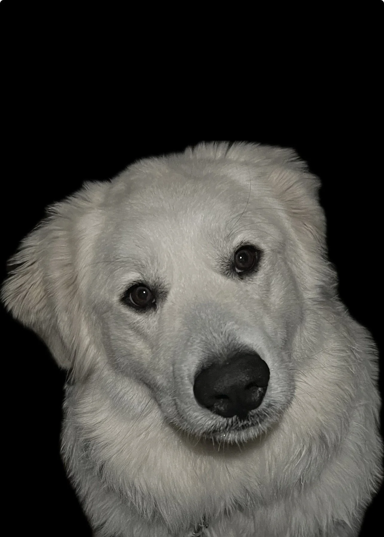 Odd Paws Pet Treats, LLC $100 Gift Card