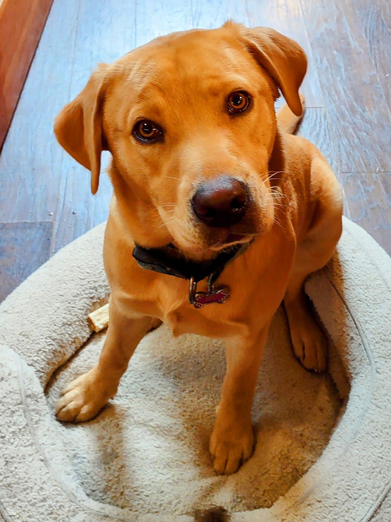 Pet Photography Shoot (Up to 5 Humans (Adults & Kids) & Up to 2 Dogs) - With Student Photographer