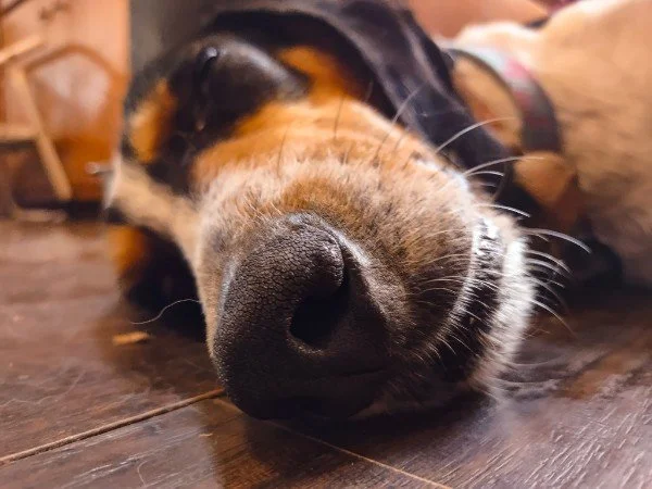 Odd Paws Pet Treats, LLC $75 Gift Card