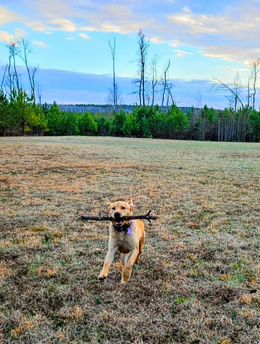 Odd Paws Pet Treats, LLC $50 Gift Card