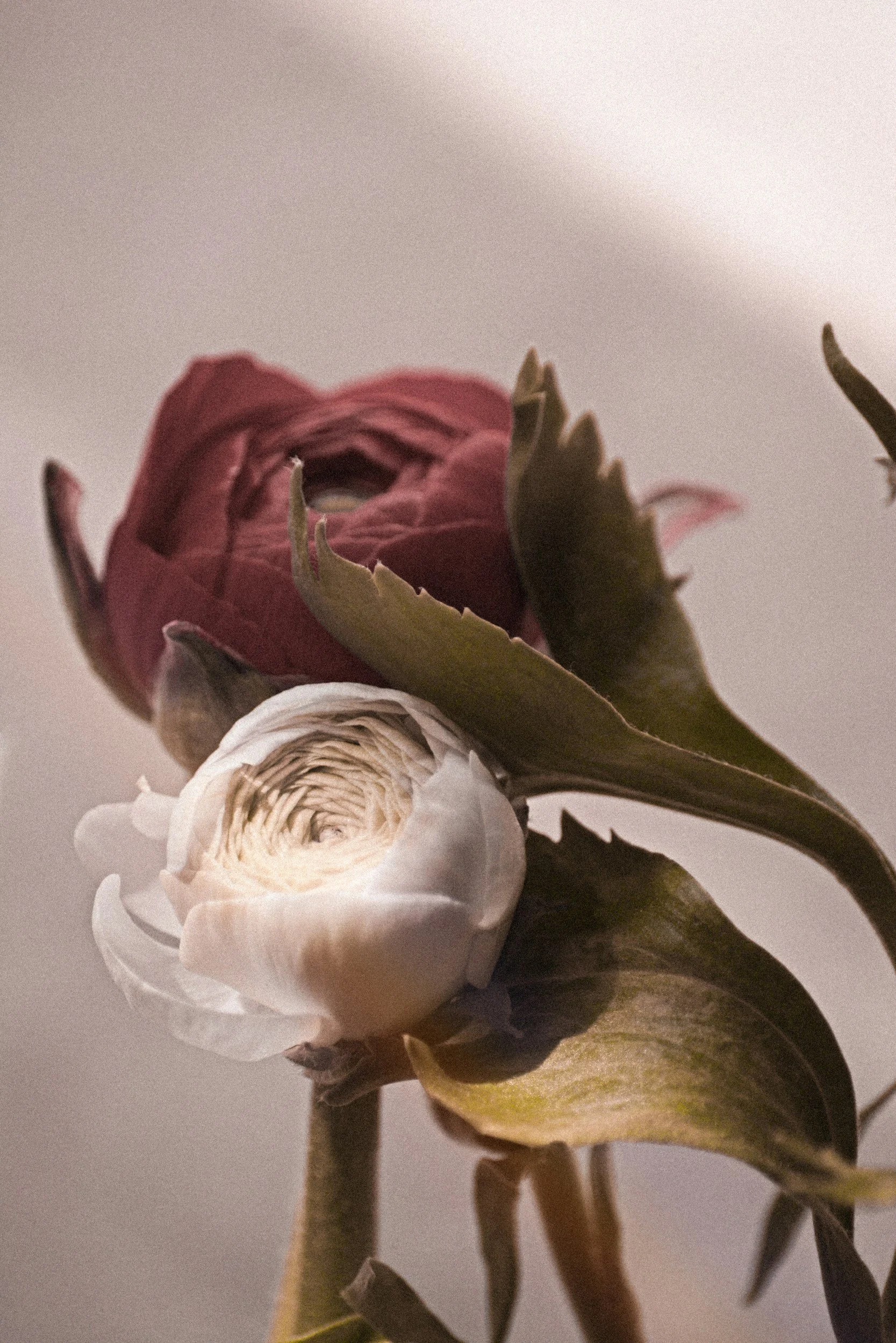 Close-up of a partially opened pink and white flower with green leaves and stems against a plain background.