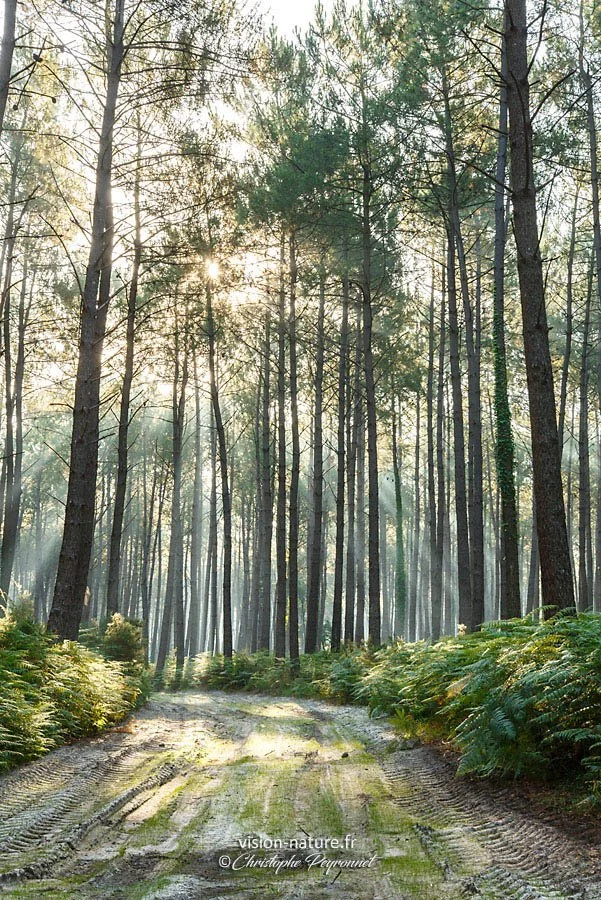 Forêt avec un sentier en terre, rayons de soleil filtrant à travers les arbres depuis un ciel clair.