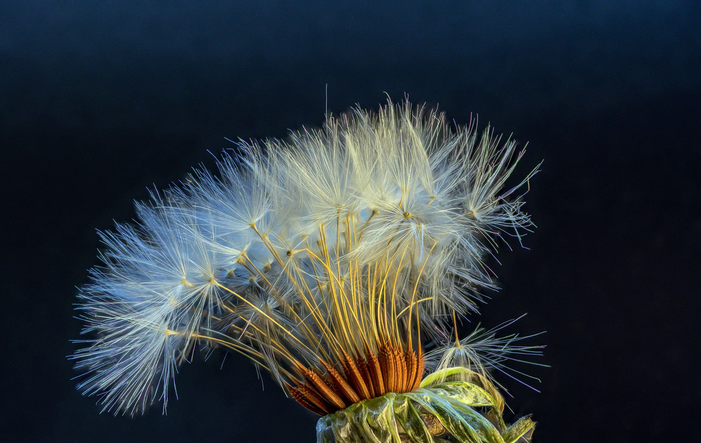 redwhiteMHML6278-Edit copy.jpg