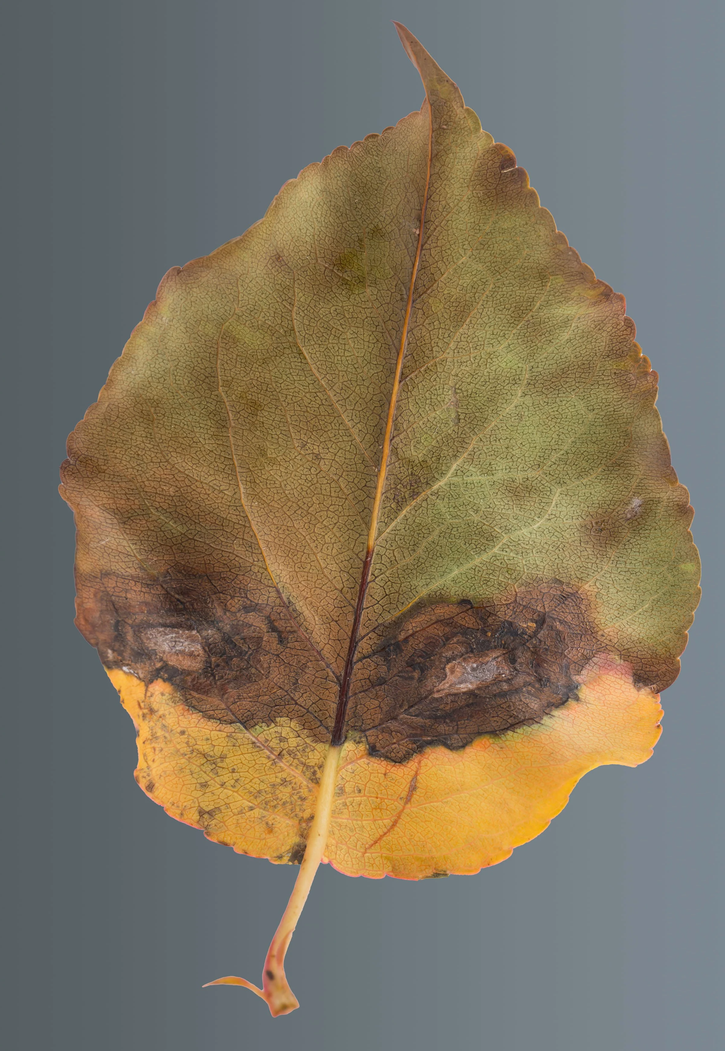 20241121-DSCF9034 copy.jpg