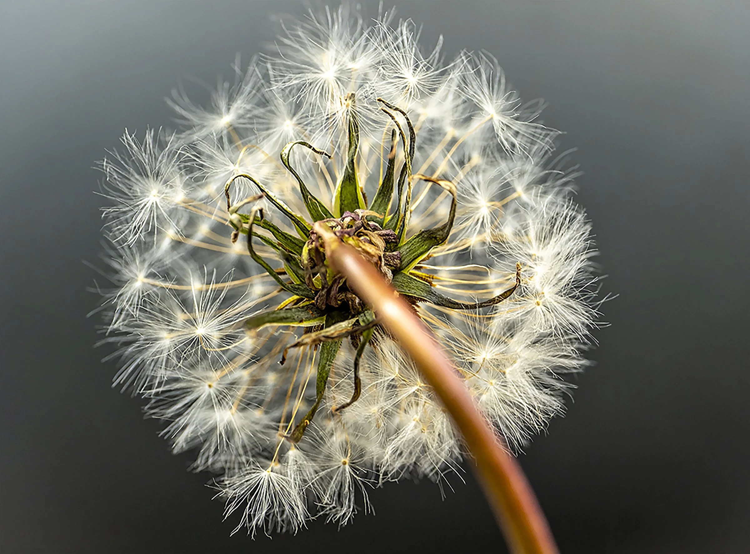 white-Recovered copy_small.jpg