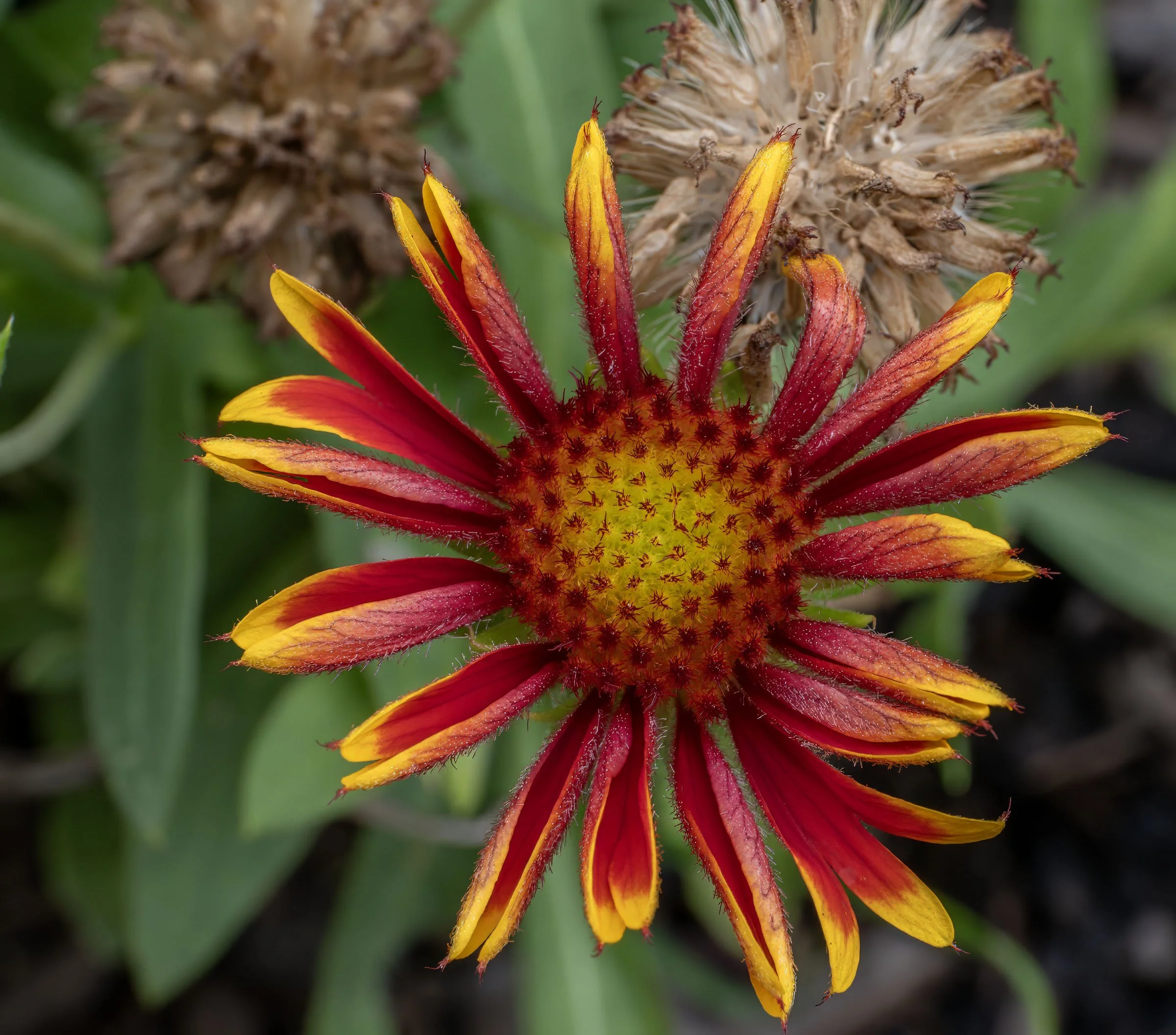 mm20386-DxO_DeepPRIME 3 copy.jpg