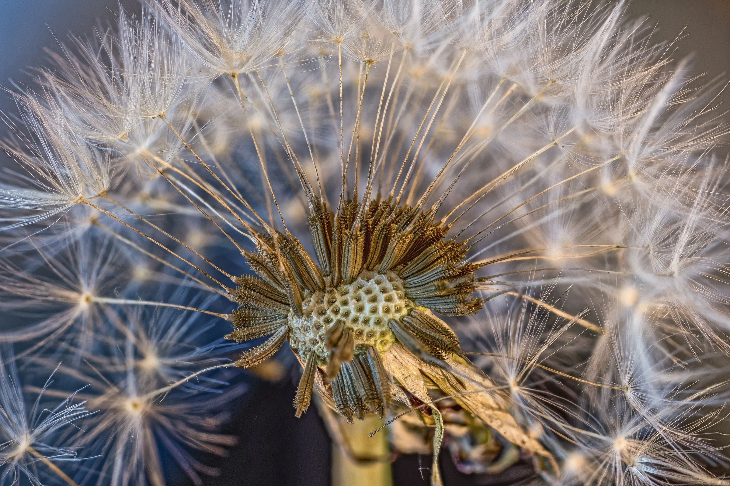 dandelion2026-03-07 13-12-28 (C,S4) copy.jpg
