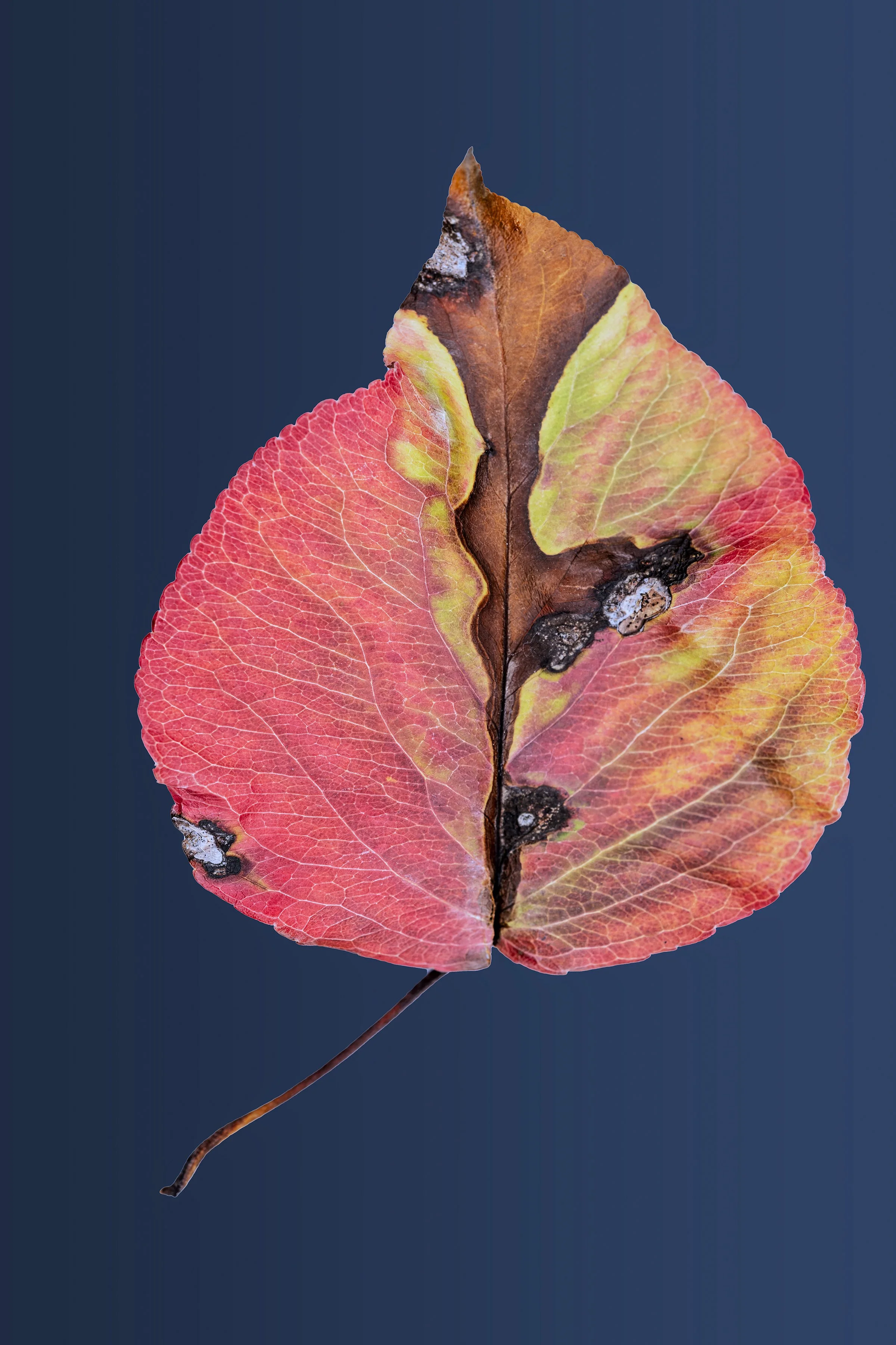 20241009-DSCF7388-RAF-Enhanced-NR copy 2.jpg