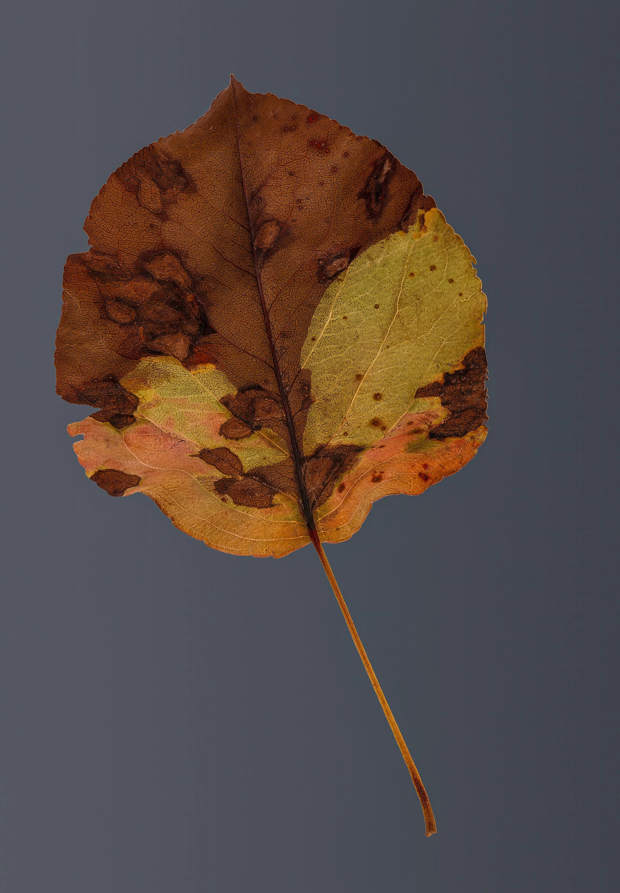 leaf20241214-DSCF9849 copy.jpg