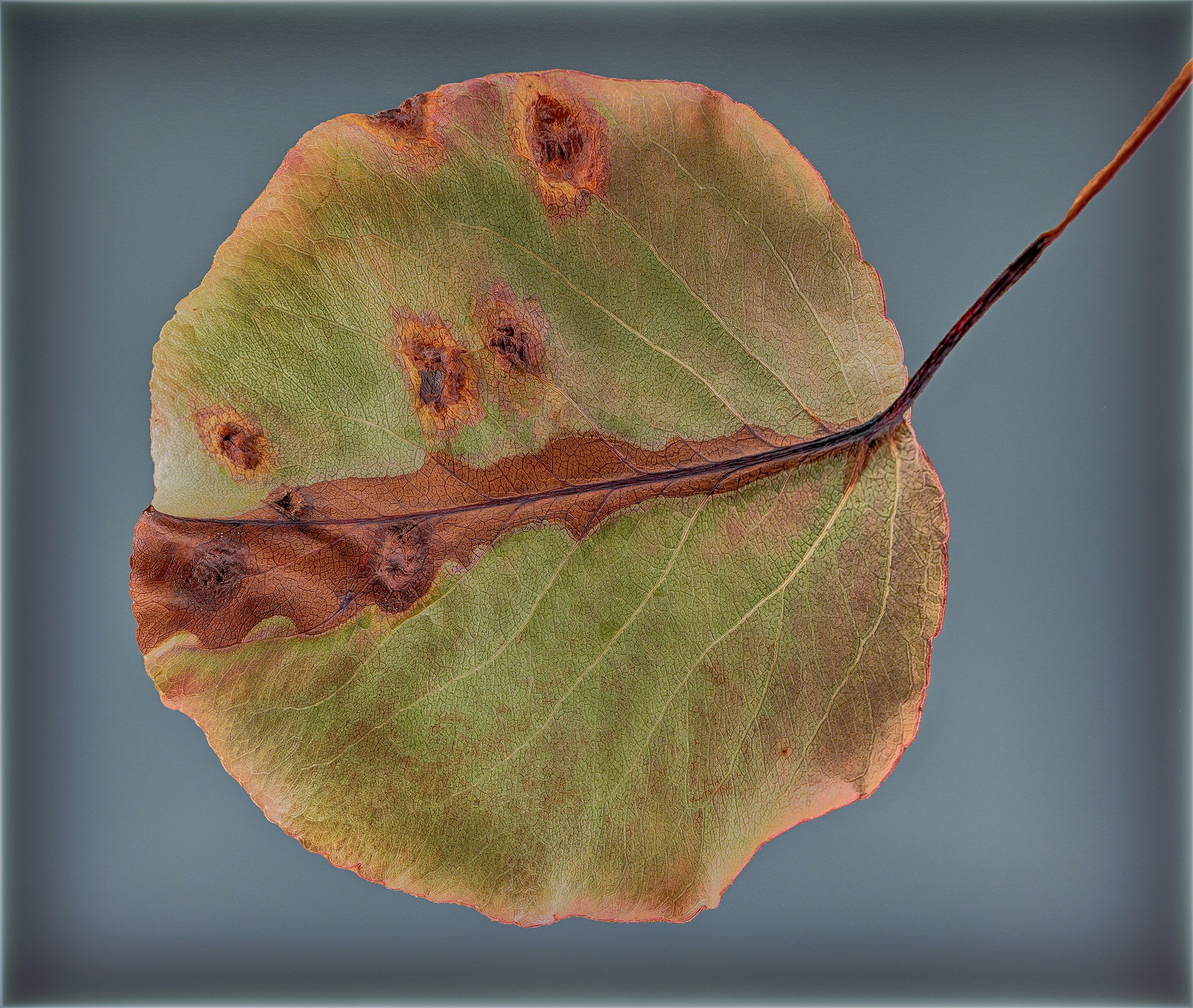 20240921-L1043141-DNG copy.jpg