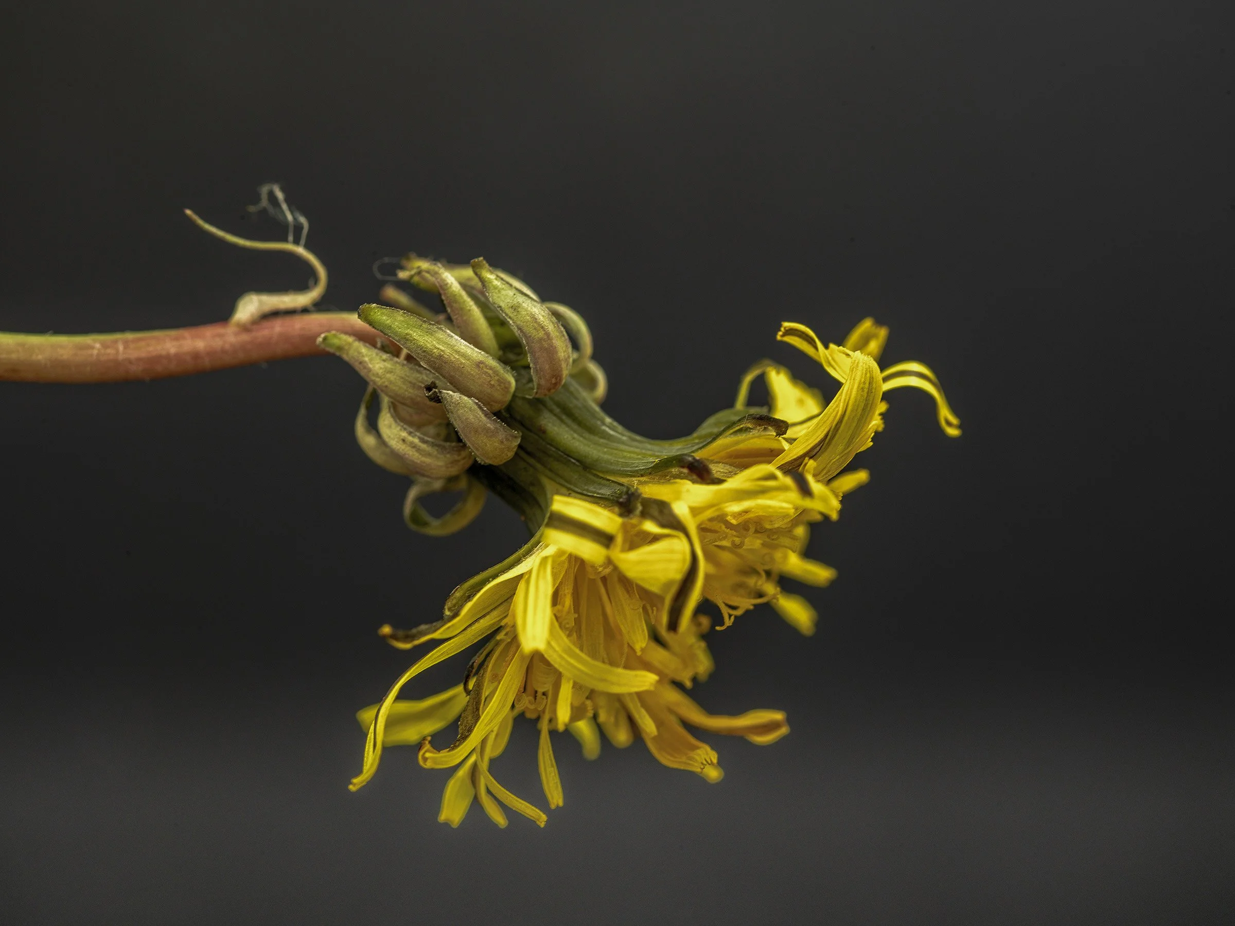 ydaellB0003117 copy 3.jpg