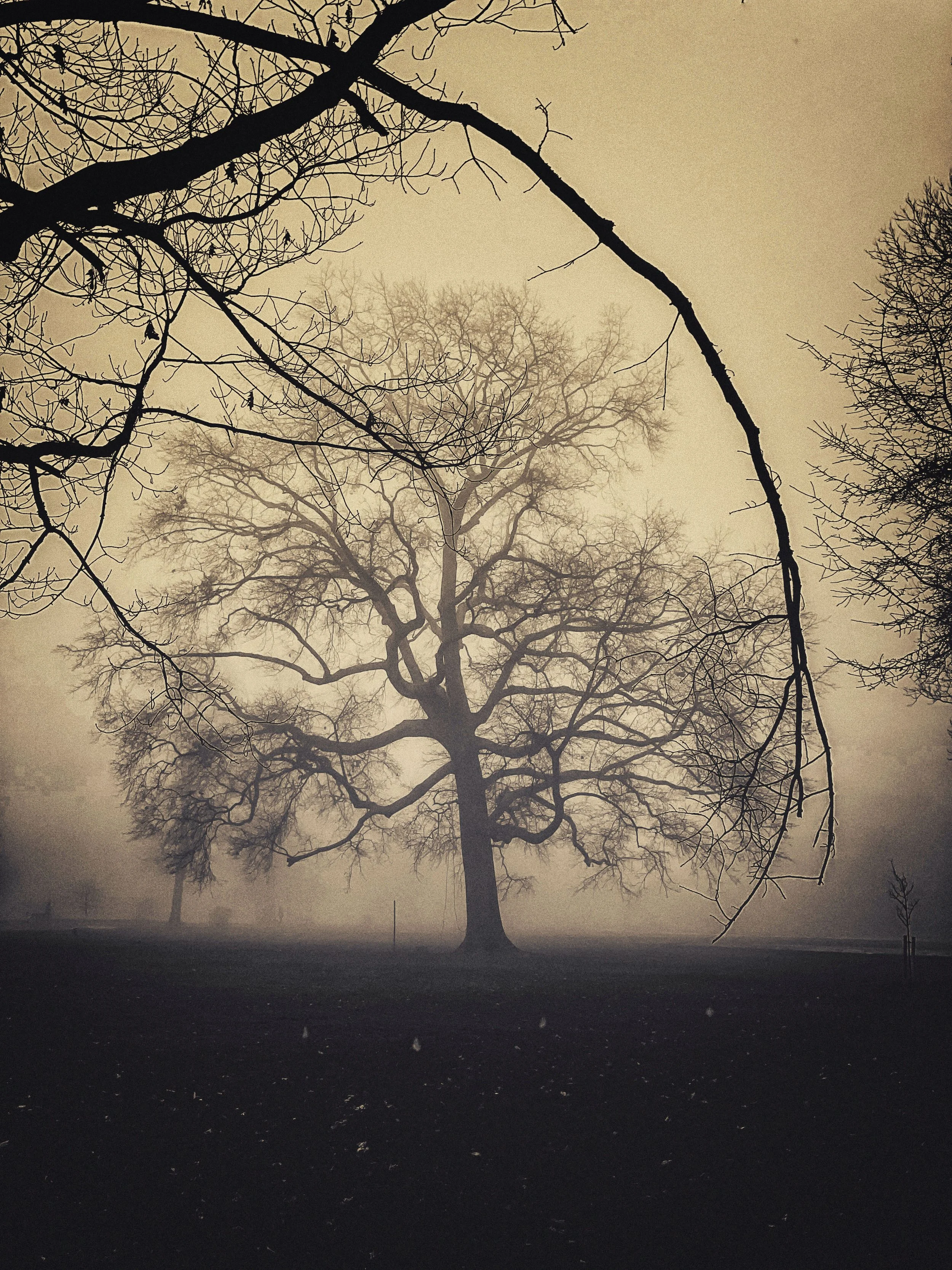 foggytreeIMG_0228 copy 2.jpg