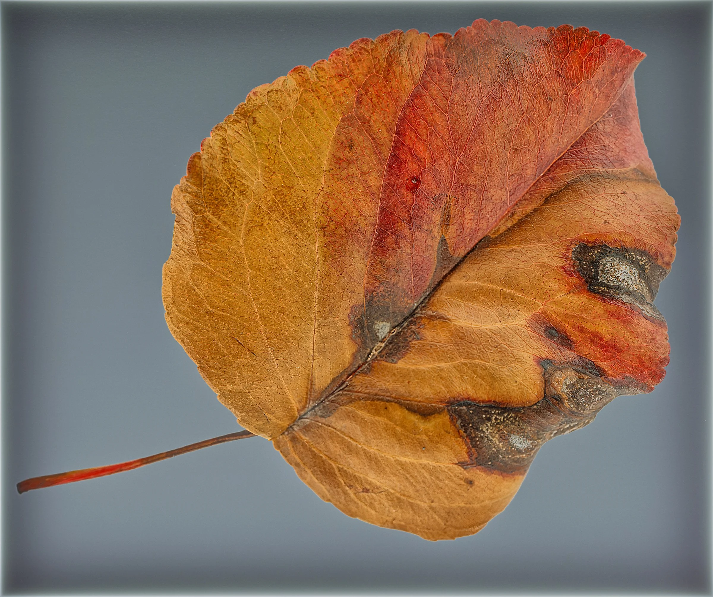 20241024-DSCF7735-RAF copy 3.jpg