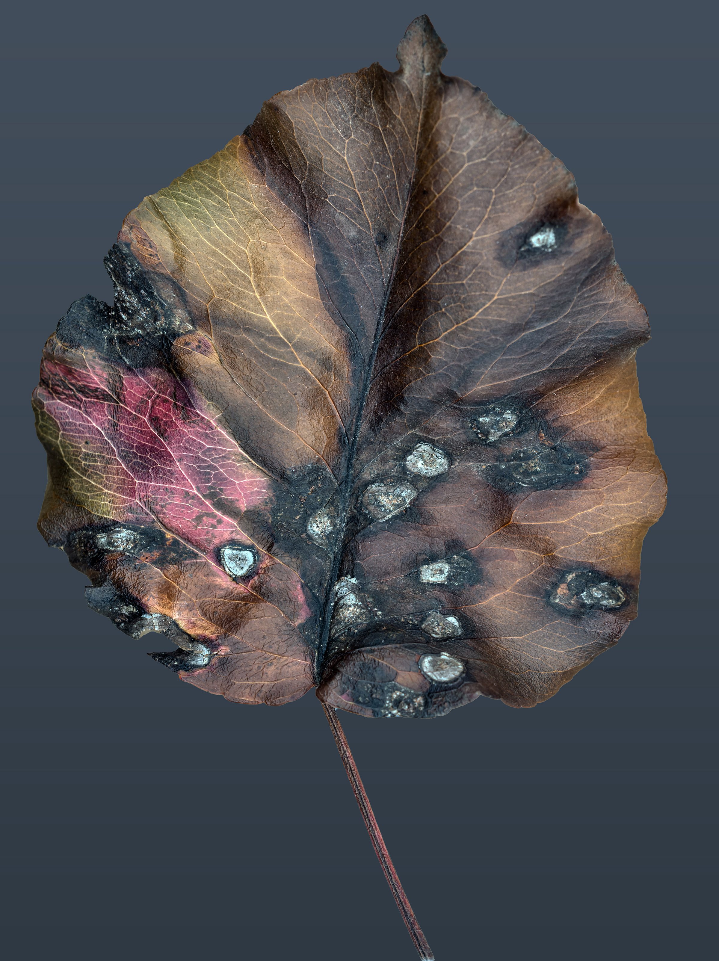 cor20241010-DSCF7690-RAF copy.jpg