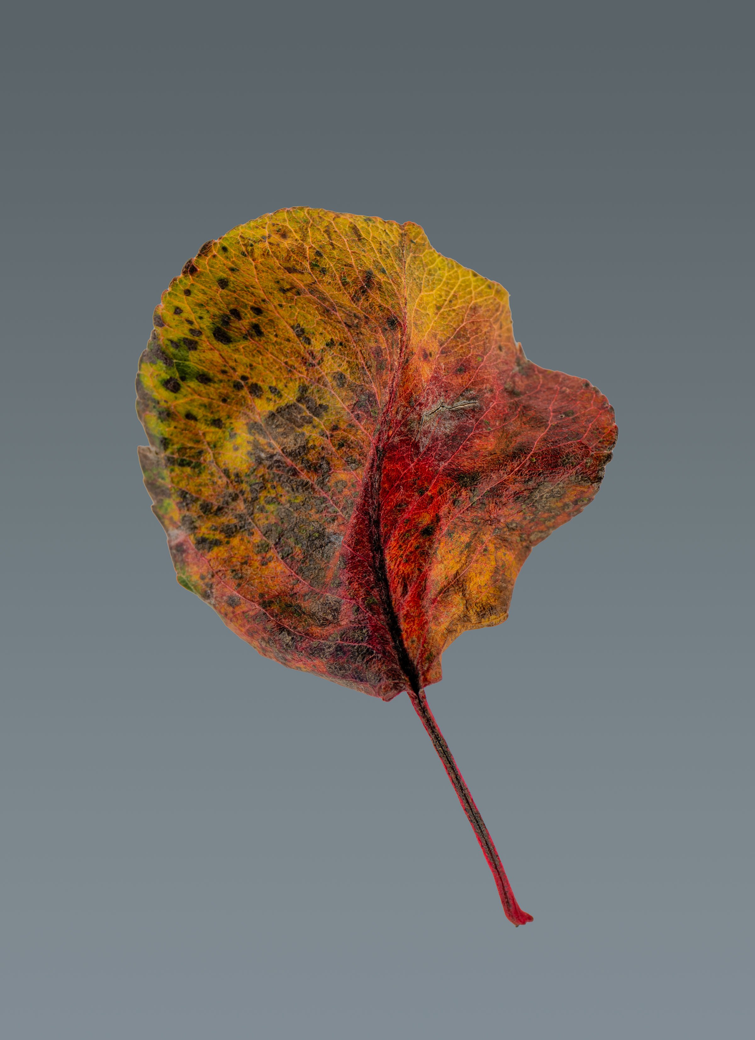 20241130-DSCF9824-2 copy.jpg