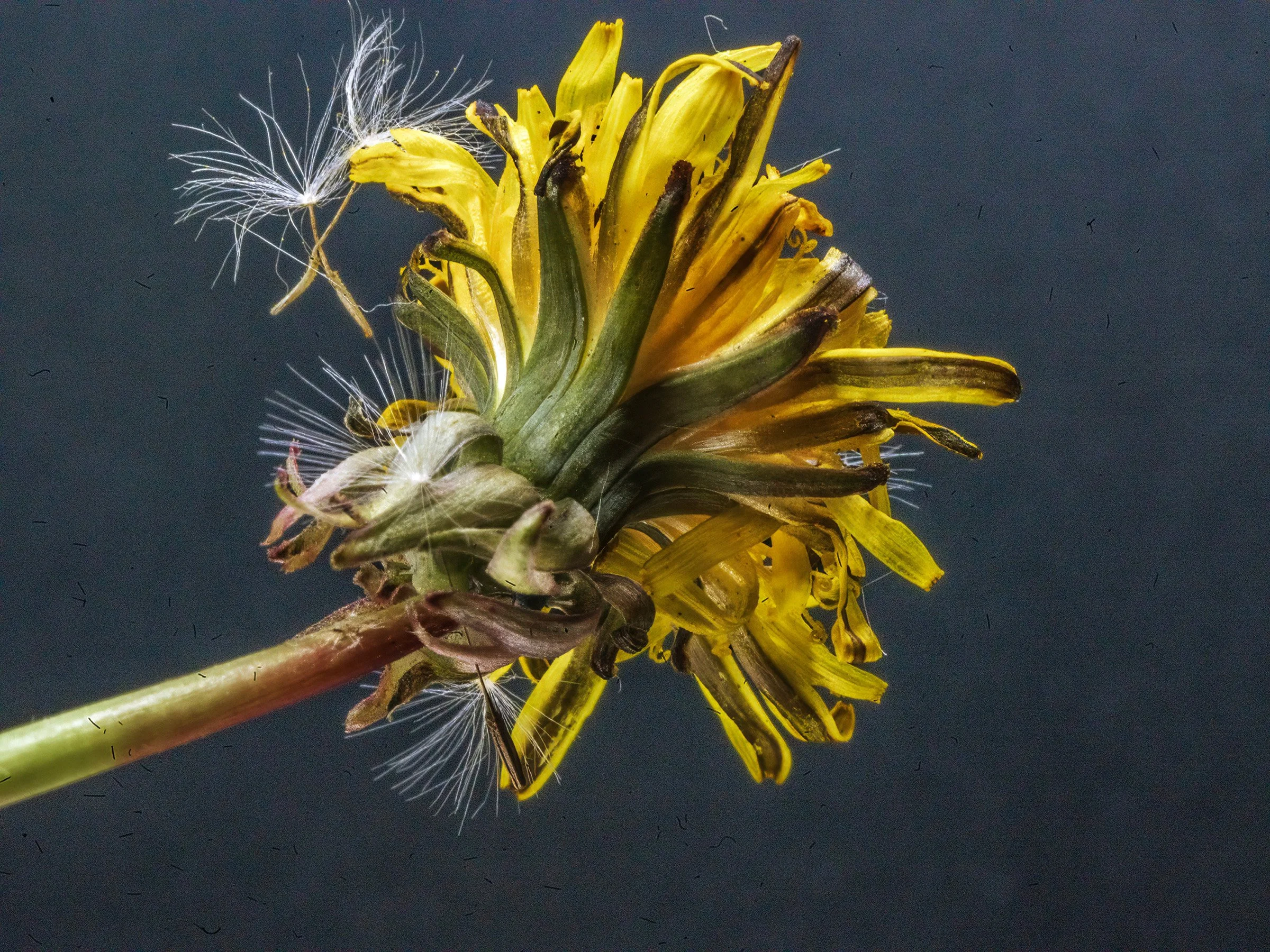 daq1200CT10_1237 copy 2.jpg