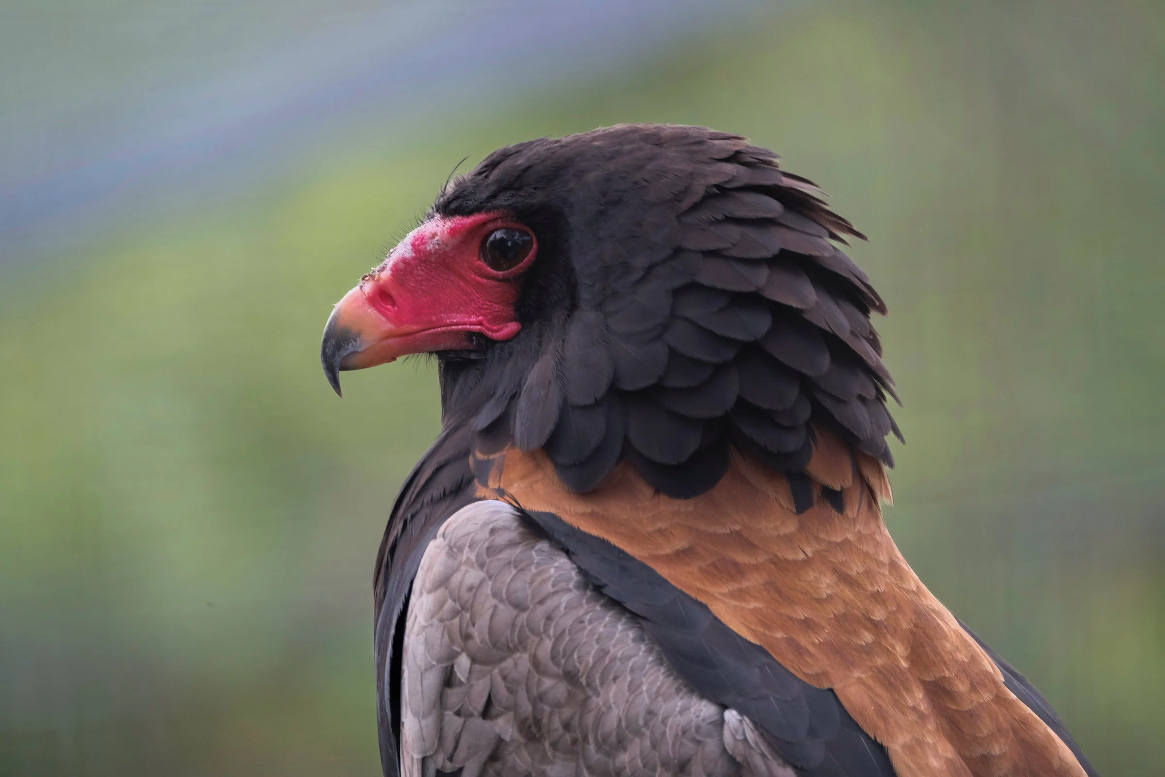 red beak_postDSF8297 2 copy.jpg