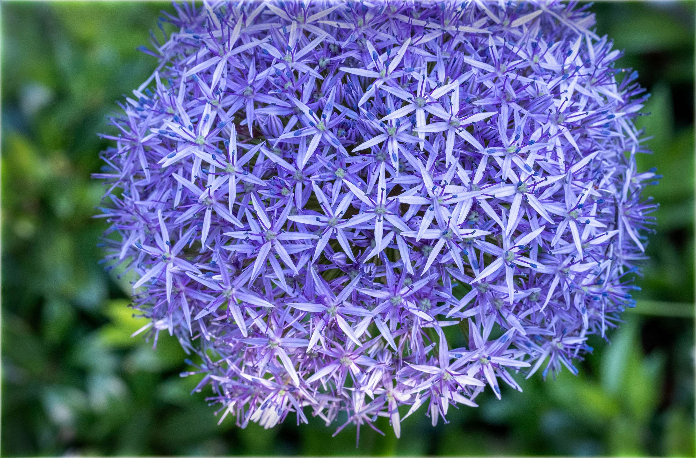 dalargeUntitled-3 copy 2.jpg