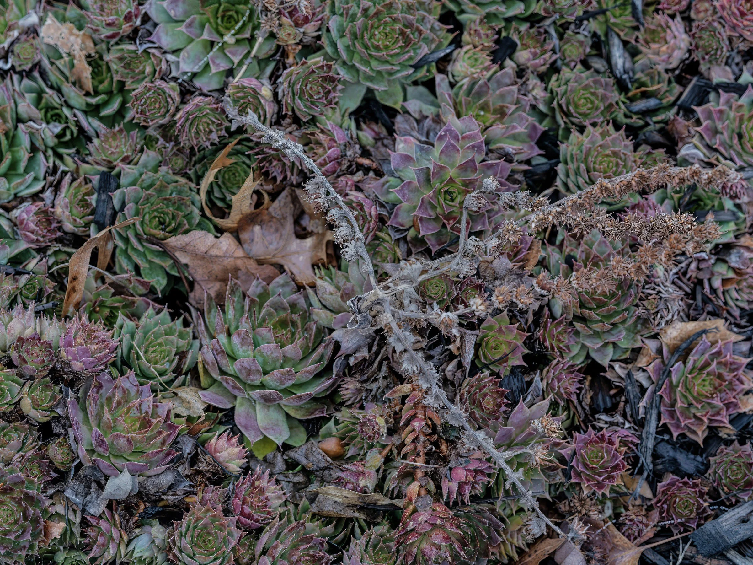 desatrussoB0007521-DxO_DeepPRIME 3 copy 2.jpg