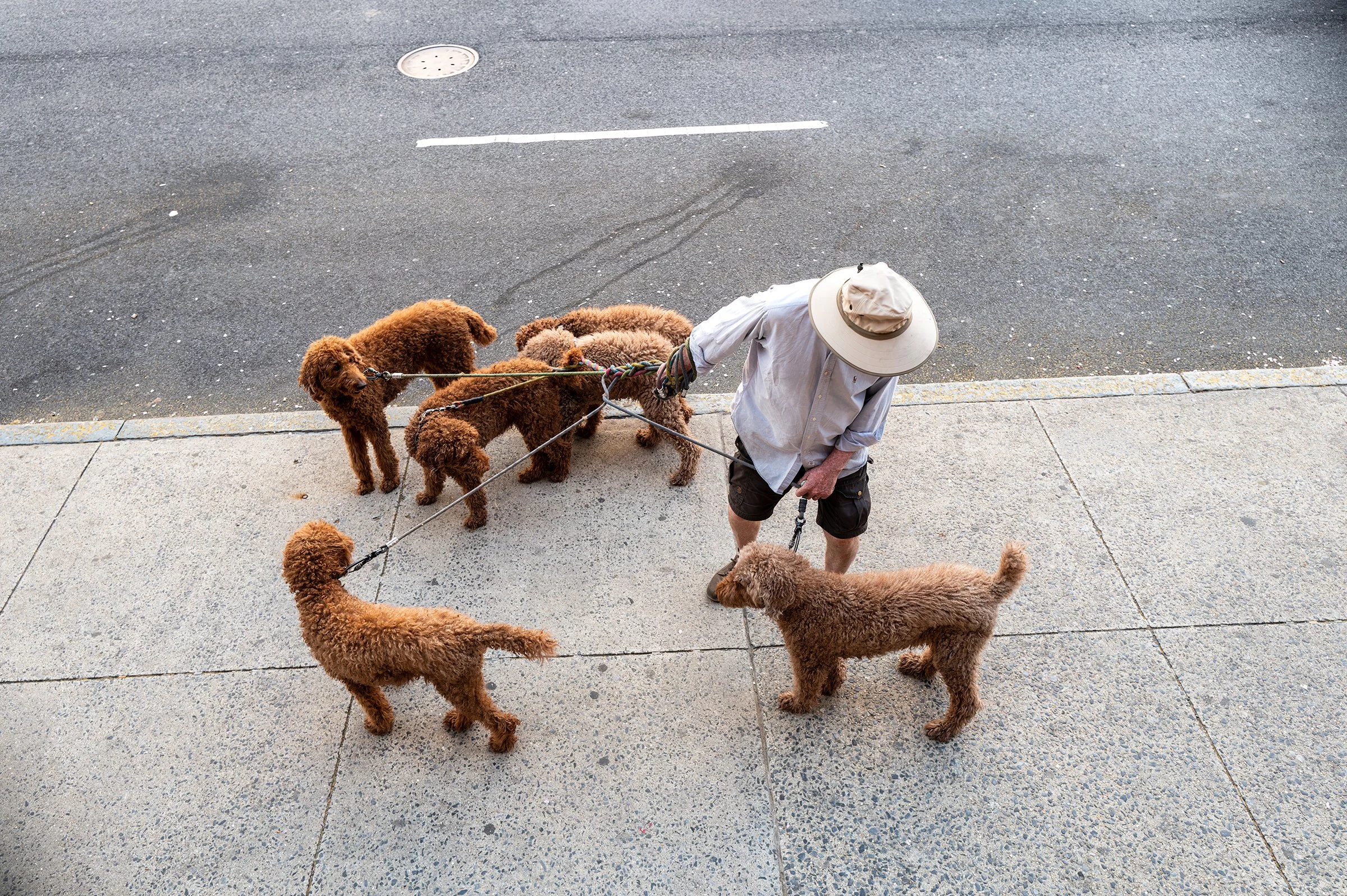 6doodlesL1032319-20230422s-DxO_DeepPRIME-Enhanced-NR-1 copy 2.jpg