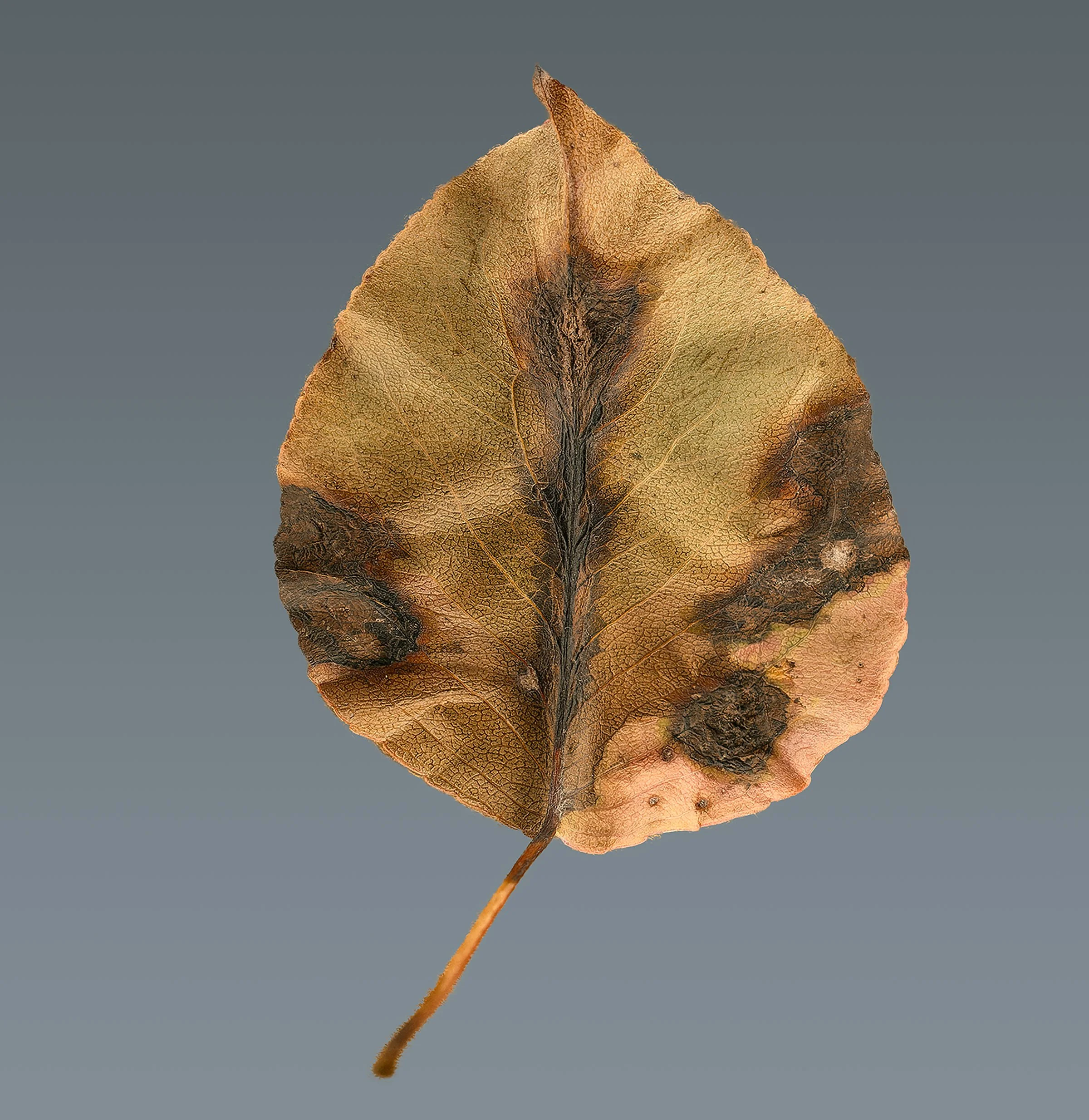 20240921-L1043012-DNG copy 2.jpg