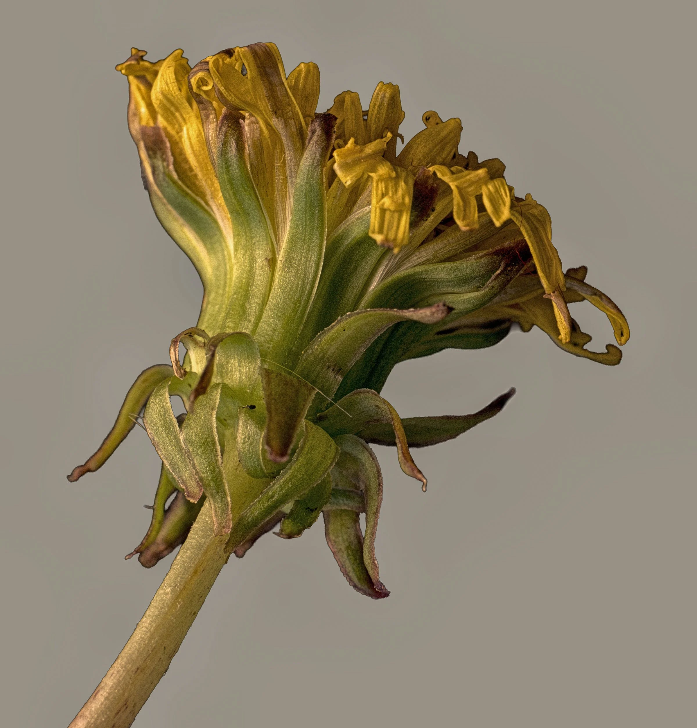 greenyellowfinalUntitled-1 copy.jpg