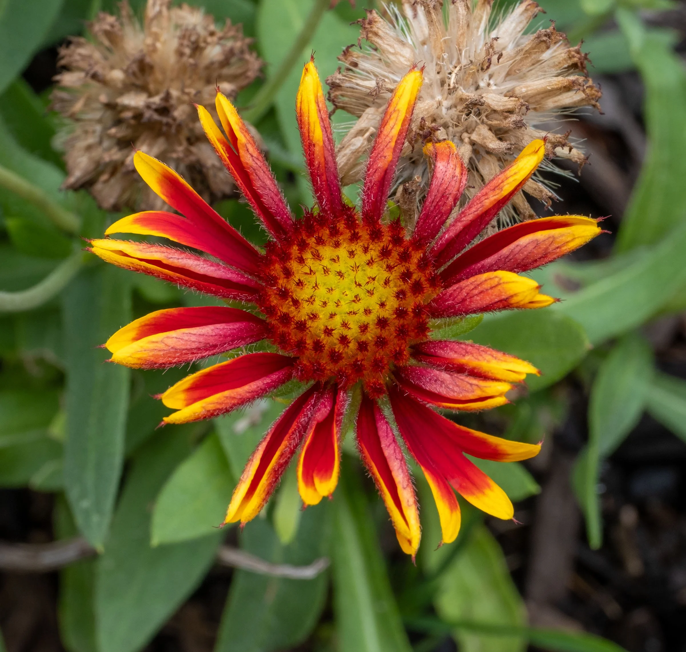 DSCF3941A.jpg