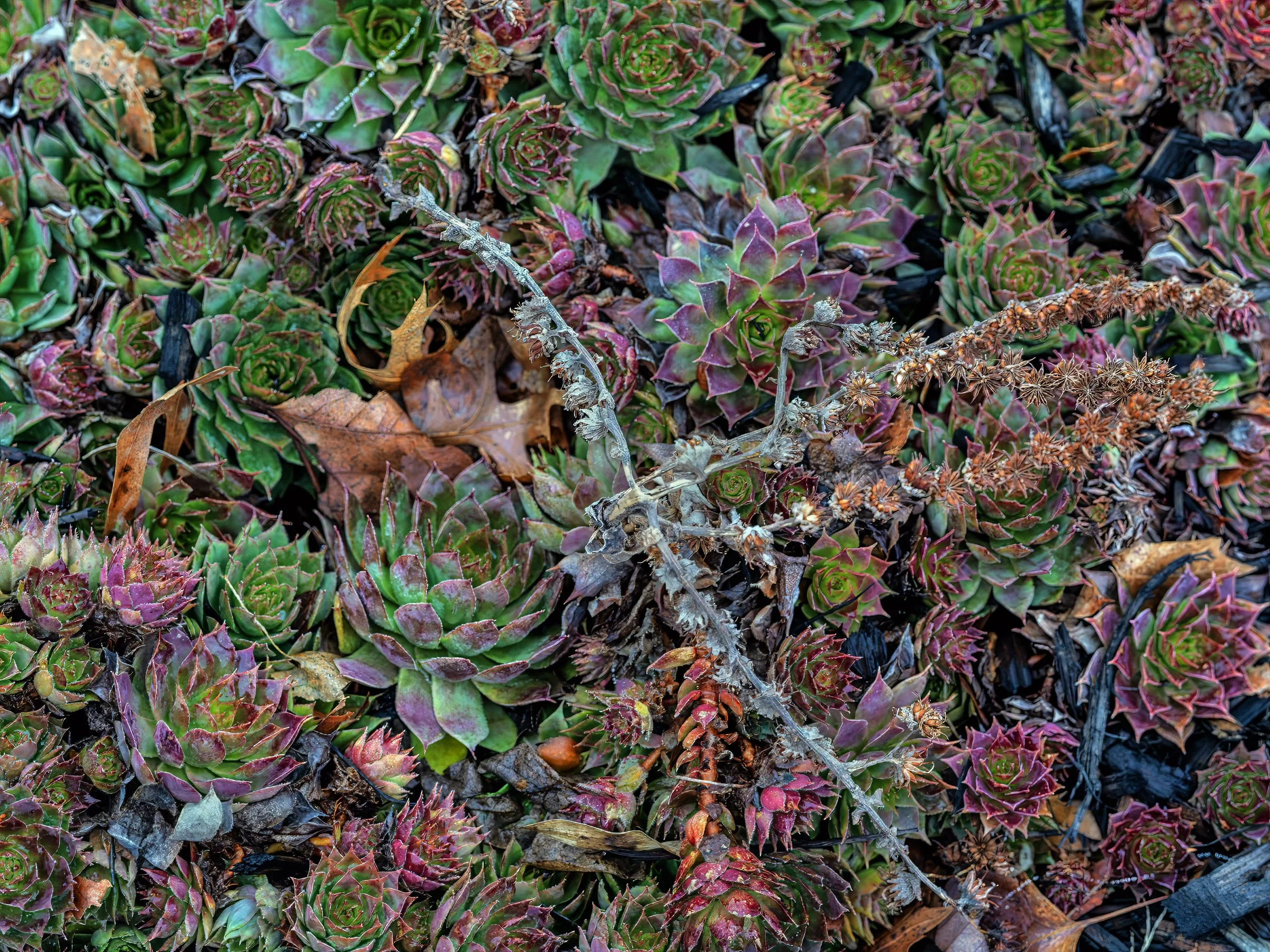 B0007521-DxO_DeepPRIME 3 copy.jpg